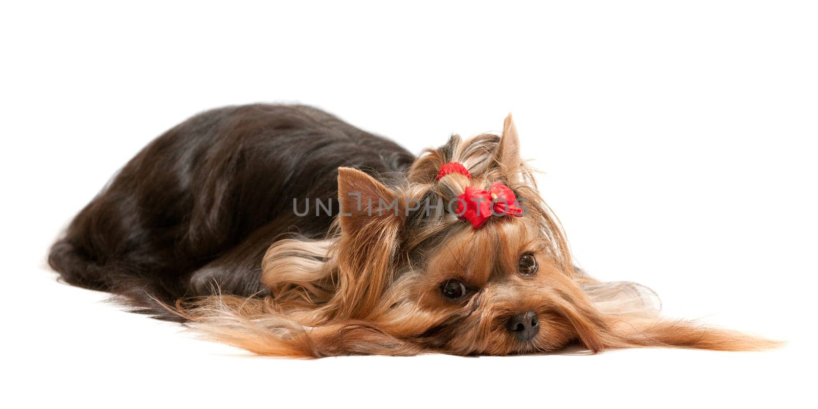 A thoughtful lying yorkshire terrier  isolated on the white background