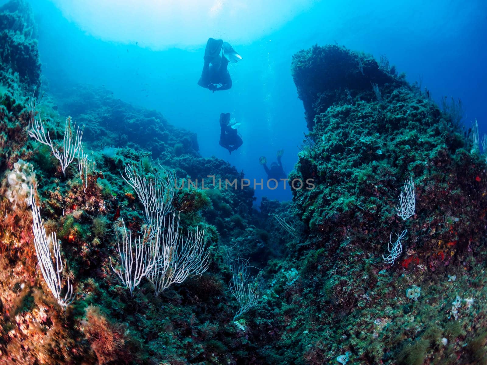 group of divers swimming in the ocean near coral, the water is clear and the coral is green