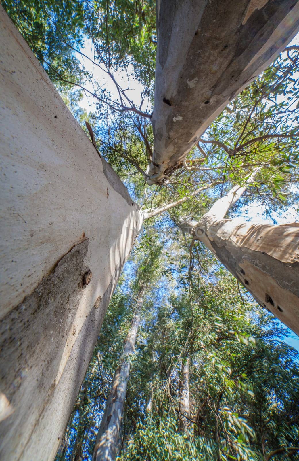 Large eucalyptus pointing to the sky at Guadiana riverside, Badajoz, Spain. Trees introduced In Spain for the production of pulpwood
