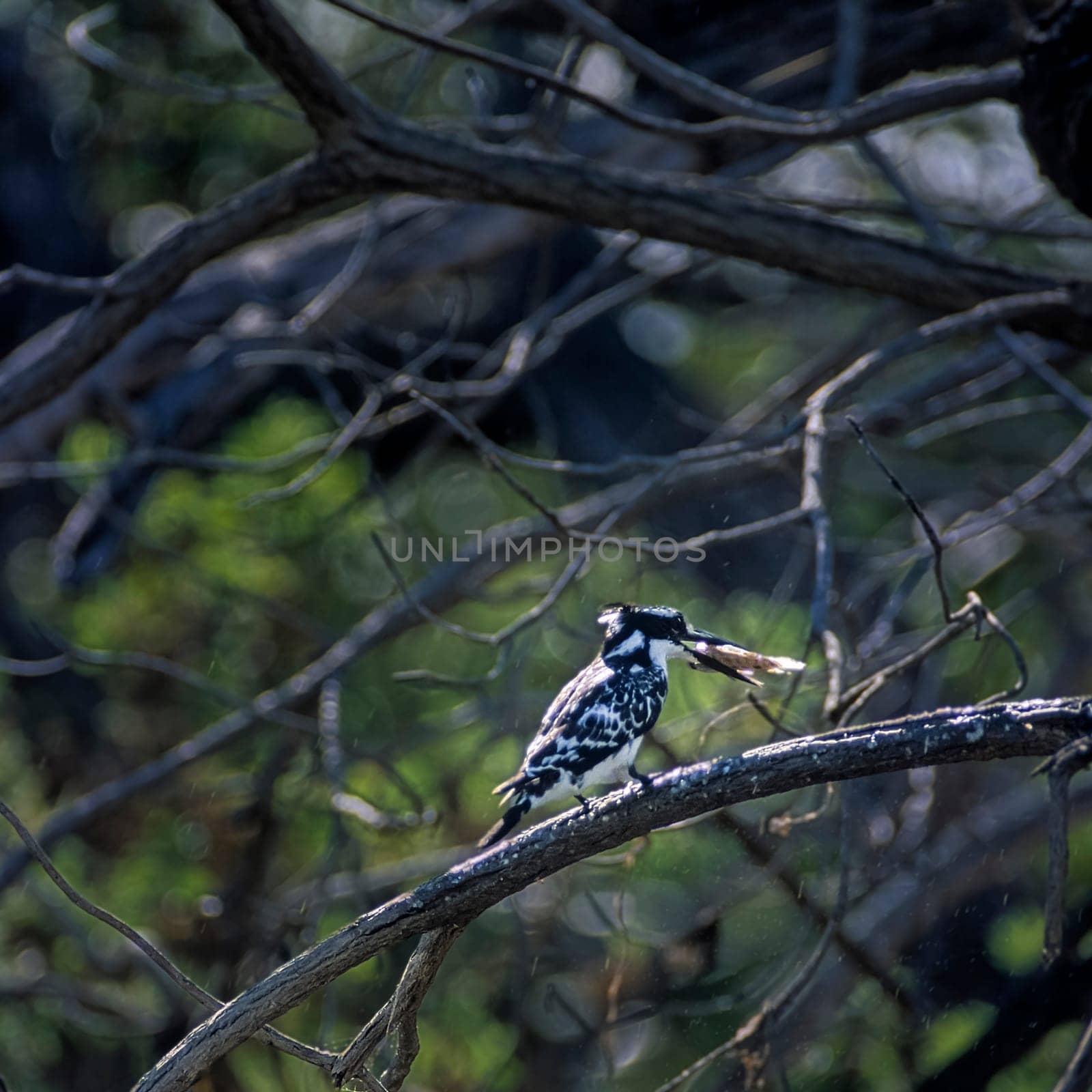 Pied Kingfisher (Ceryle rudis), Selous Game Reserve, Morogoro, Tanzania, Africa