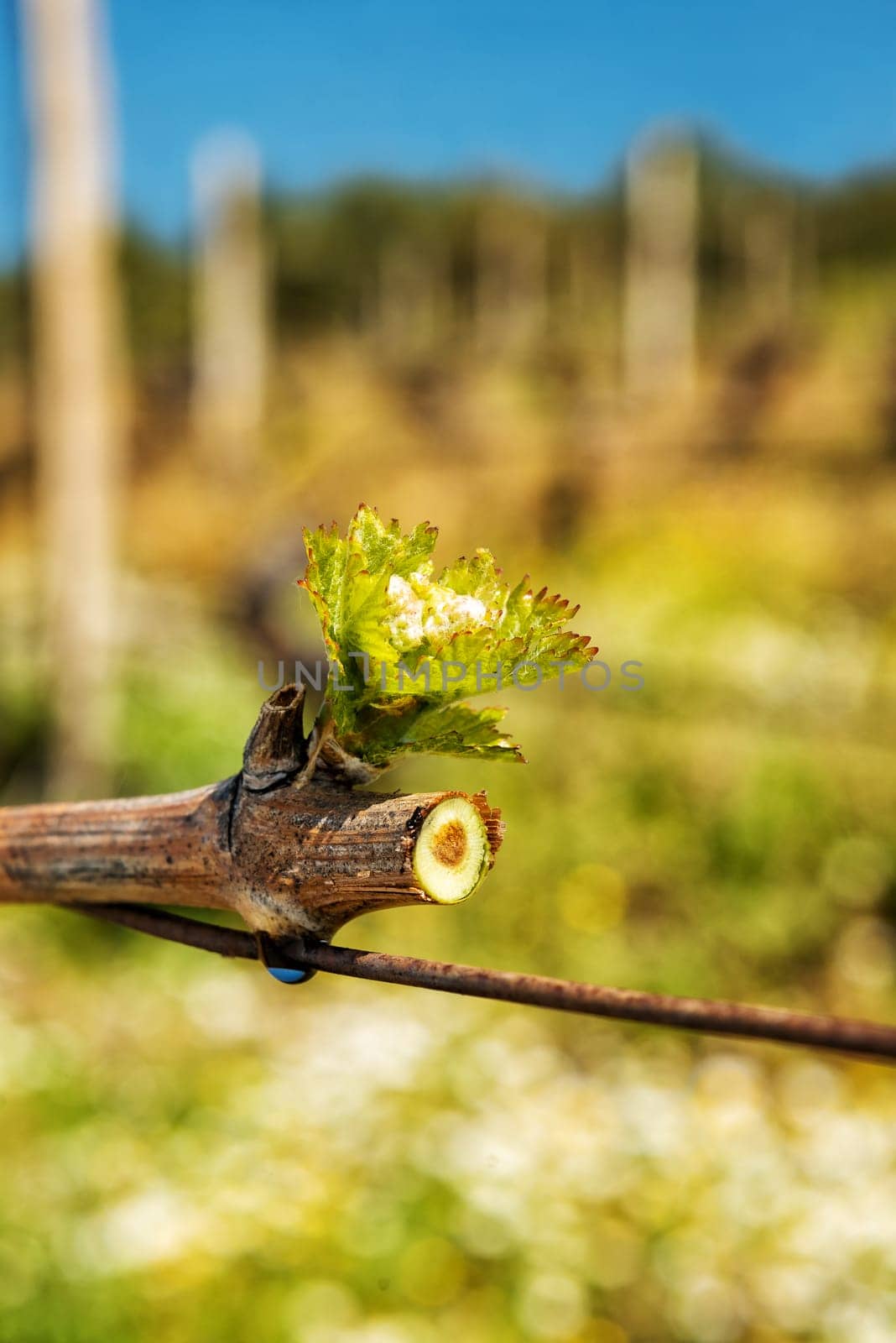 Drop of sap falling from vine branch with young shoots in spring. Sardinia, Italy. Traditional organic agriculture.