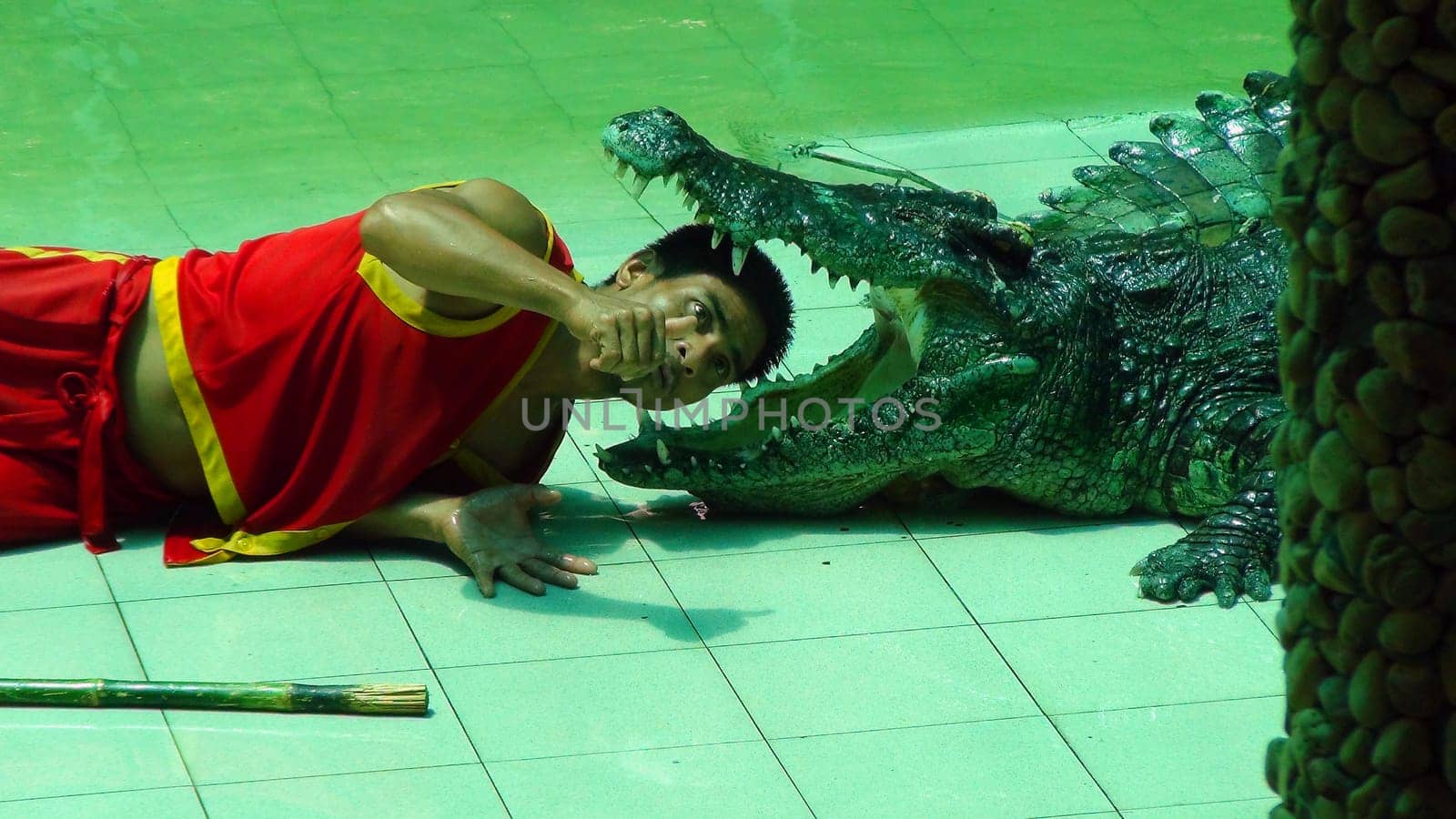 PATTAYA, Thailand - march 9, 2016. Crocodile show at the crocodile farm in Pattaya. A man puts his head in the mouth of a crocodile. A very popular and exciting tourist attraction.