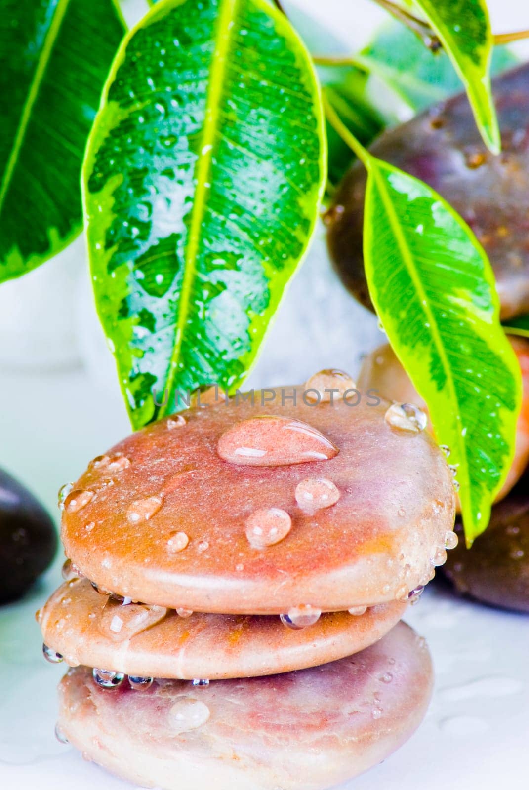 Water drops on stones with ficus plant