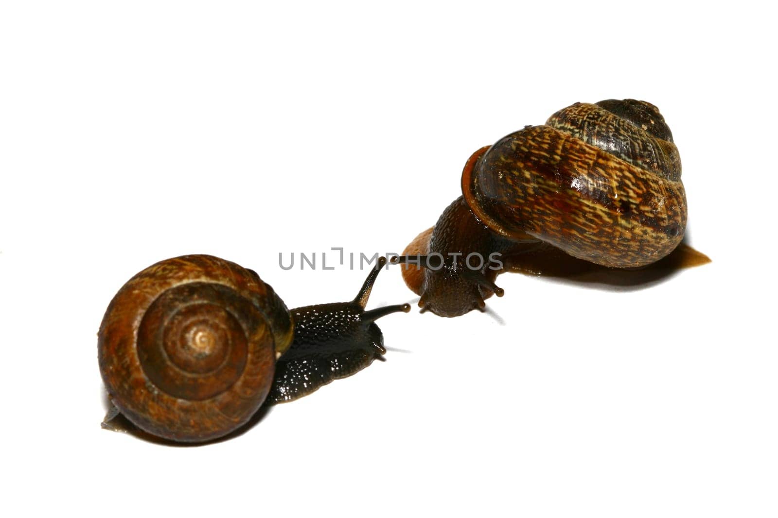 little shell macro close up isolated on white