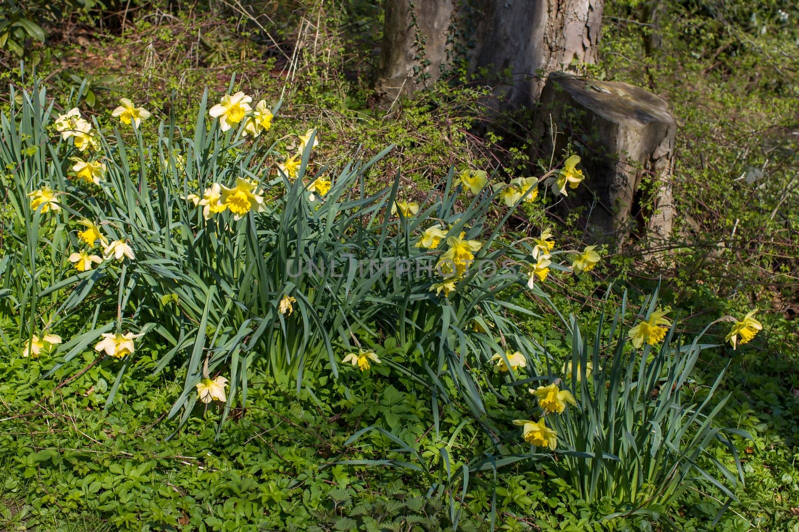 The daffodil, Narcissus pseudonarcissus, yellow narcissus flowers in a park, springtime