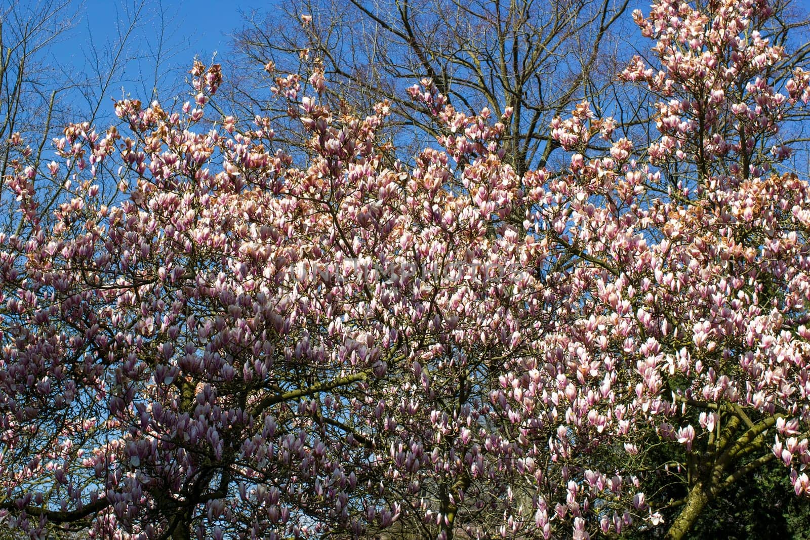 blooming magnolia tree - blue sky