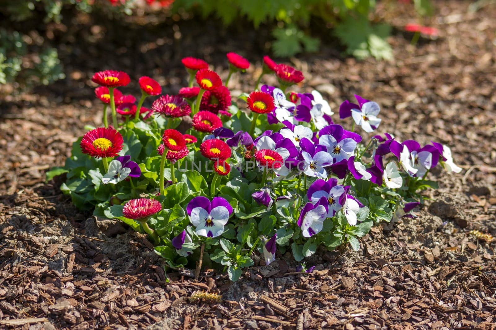 Daisies and pansies in a spring garden - close up