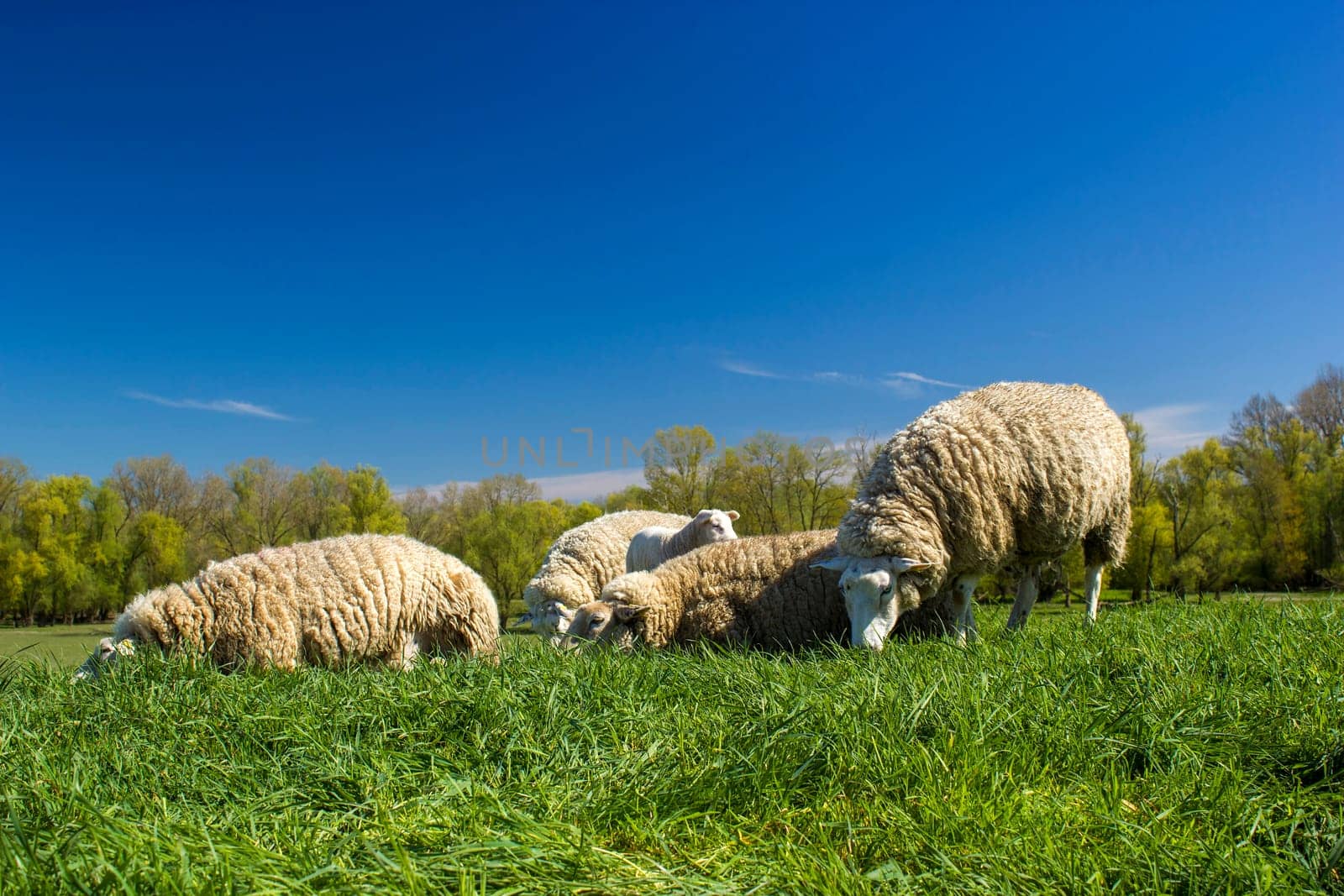 Sheep in a meadow on green grass, Germany