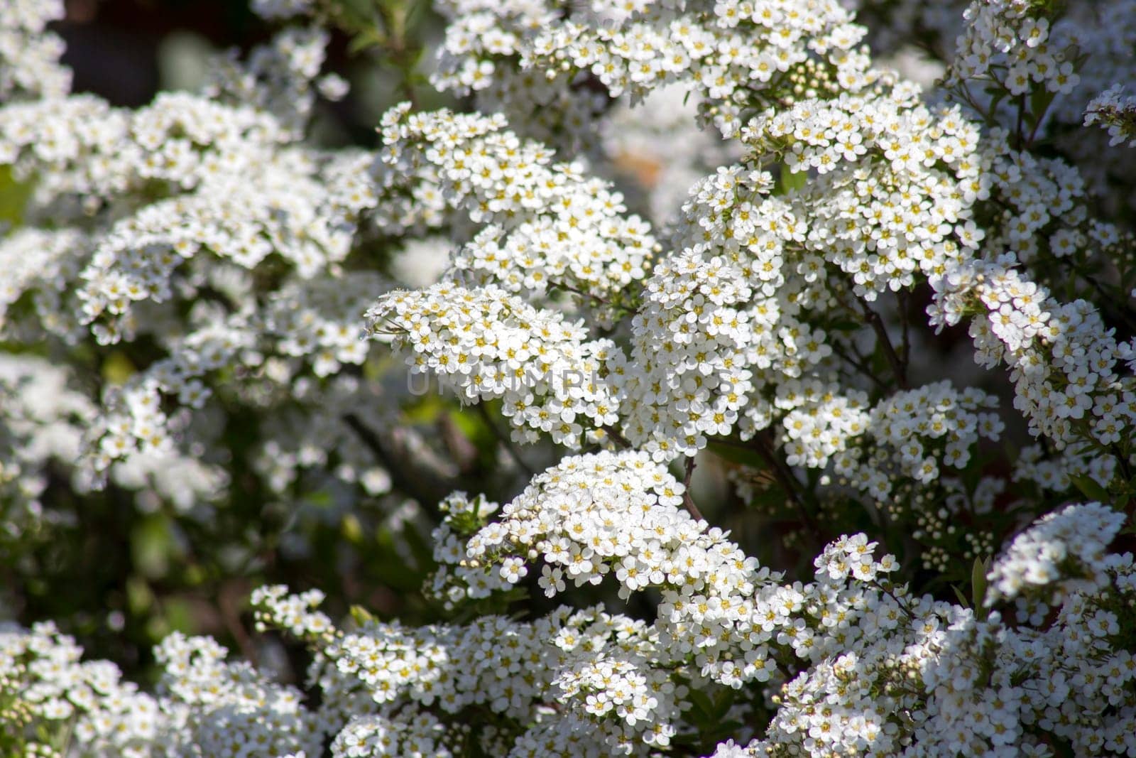 Blossom tree - spring flowers - close up