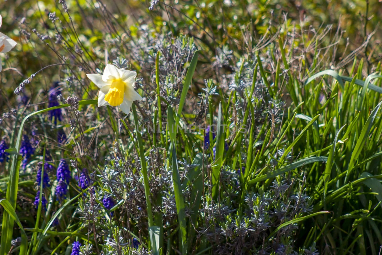 spring flowers in the garden - narcissus, hyacinth flowers and lavender