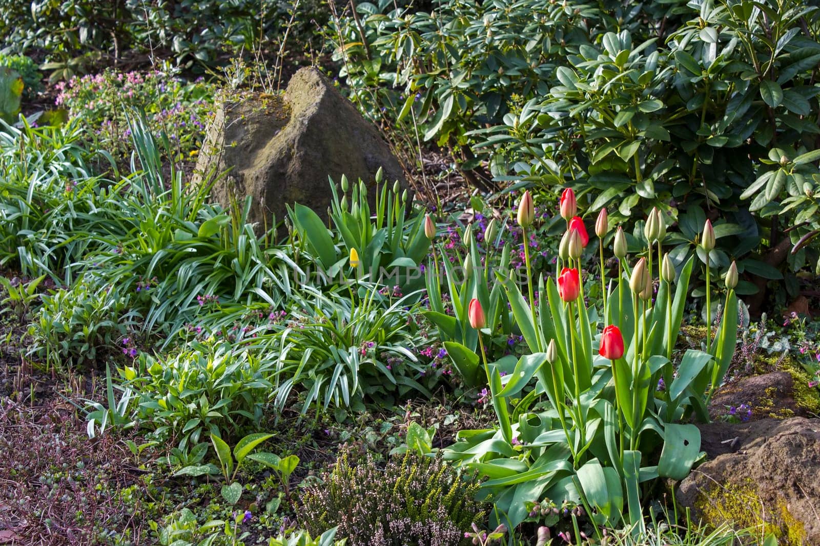 spring flowers in the garden - tulips and varius flowers