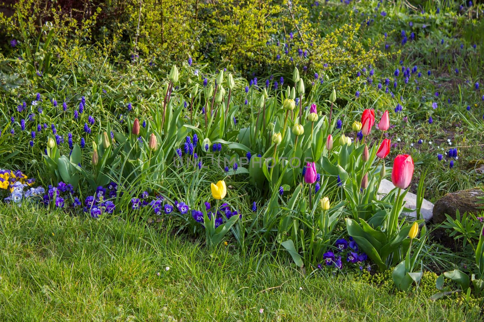 spring flowers in the garden - narcissus, tulips, hyacinth flowers and pansies