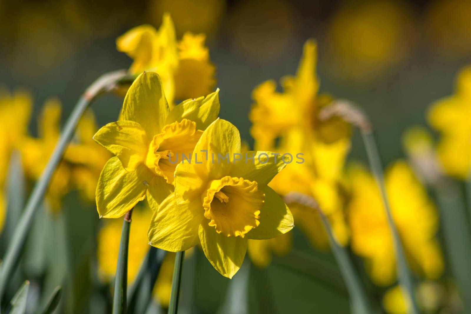 The daffodil, Narcissus pseudonarcissus, yellow narcissus flowers in a park, springtime