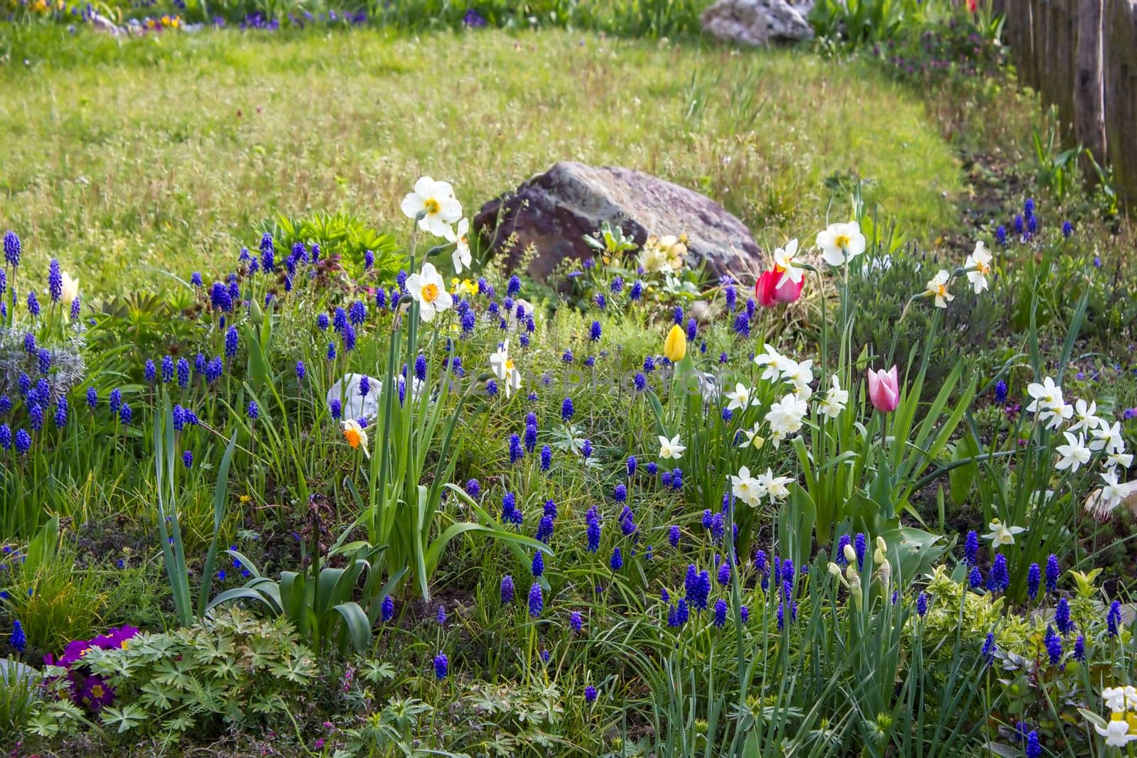 spring flowers in the garden - narcissus, tulips, hyacinth flowers