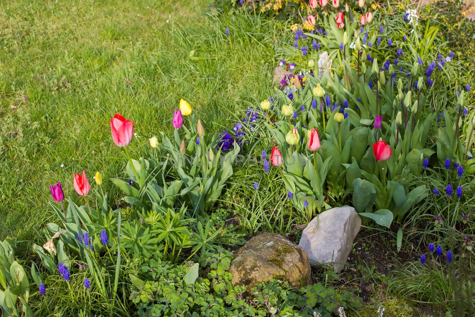 spring flowers in the garden - tulips, hyacinth flowers and pansies