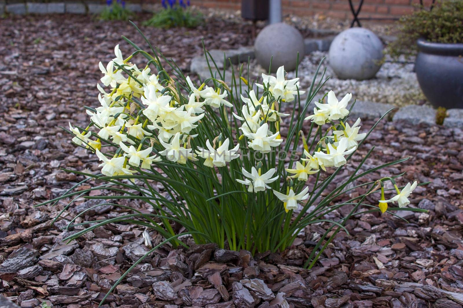 The daffodil, Narcissus pseudonarcissus, white narcissus flowers in a garden, springtime