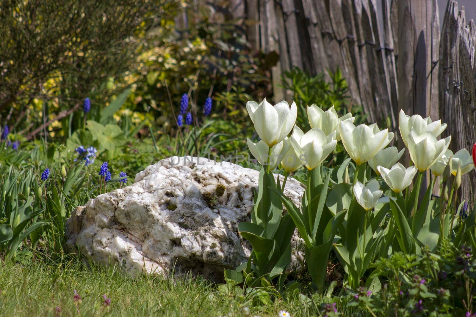 tulips flowers in a spring garden - cclose up