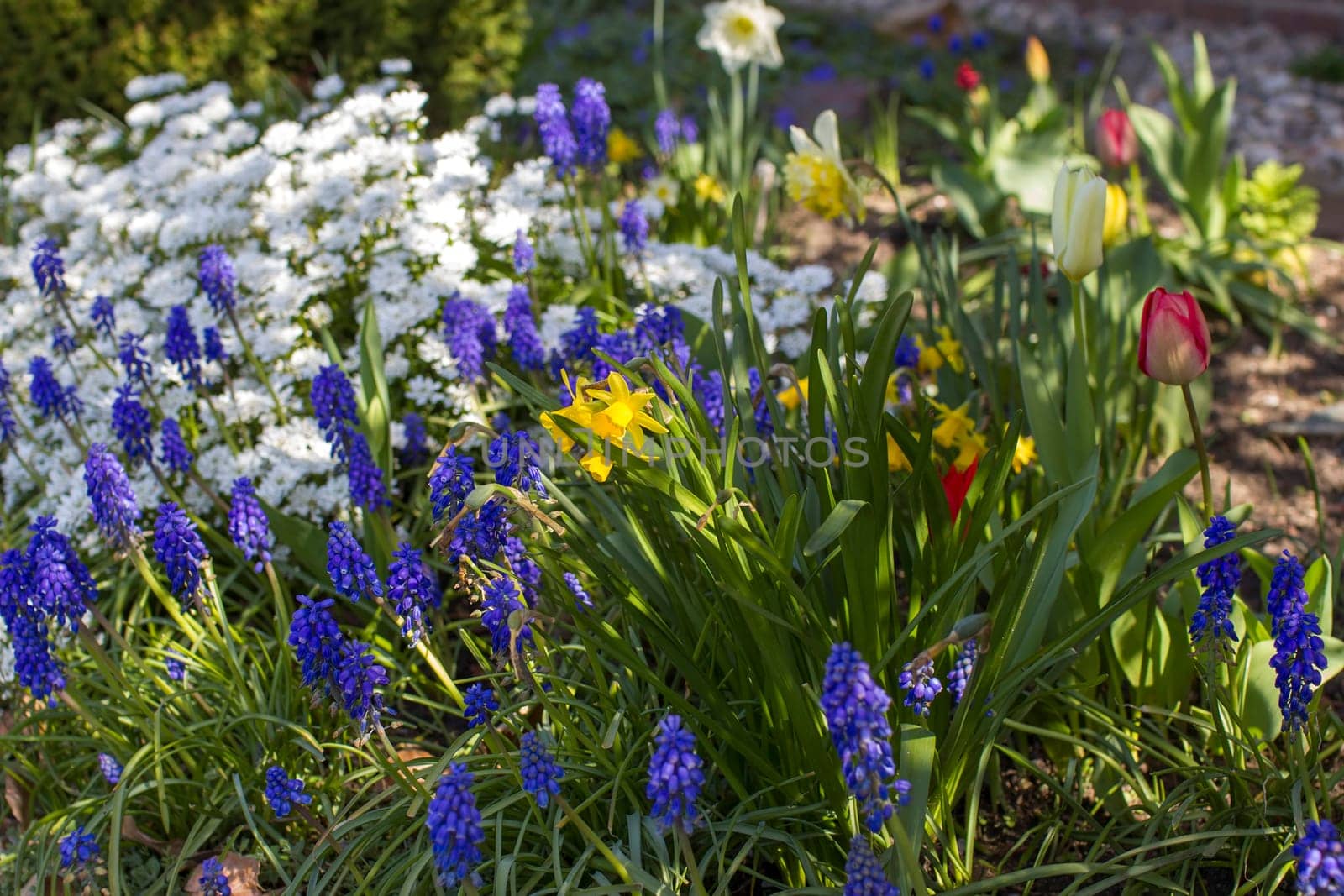 spring flowers in the garden - narcissus, tulips, hyacinth flowers