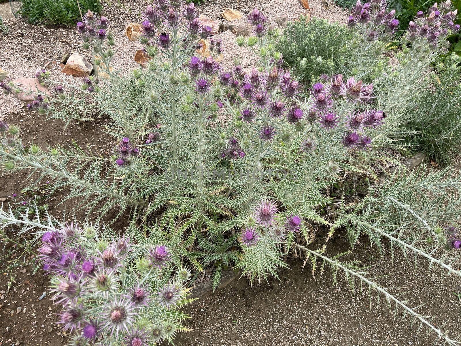 Ivory inth,Ptilostemon afer,(Eryngium giganteum) is native to the Caucasus and western Iran. Ivory Thistle,Ptilostemon afer,(Eryngium giganteum) is native to the Caucasus and western Iran