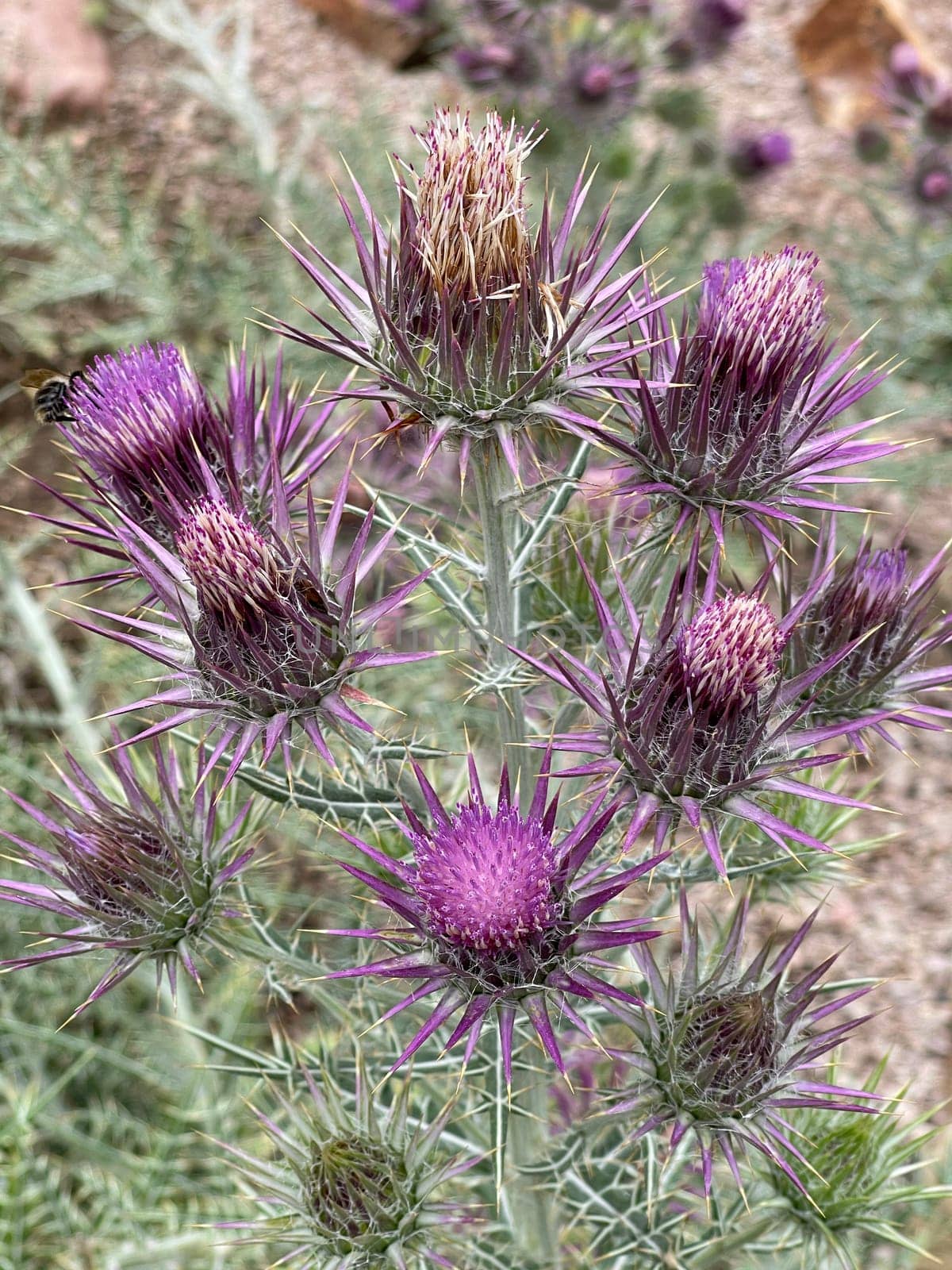 Ivory inth,Ptilostemon afer,(Eryngium giganteum) is native to the Caucasus and western Iran. Ivory Thistle,Ptilostemon afer,(Eryngium giganteum) is native to the Caucasus and western Iran