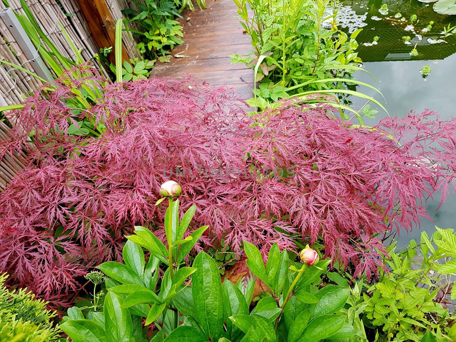 Faechera maple,Acer palmatum,has beautiful bright red leaves in autumn. Japanese maple,Acer palmatum,has beautiful bright red leaves in fall.