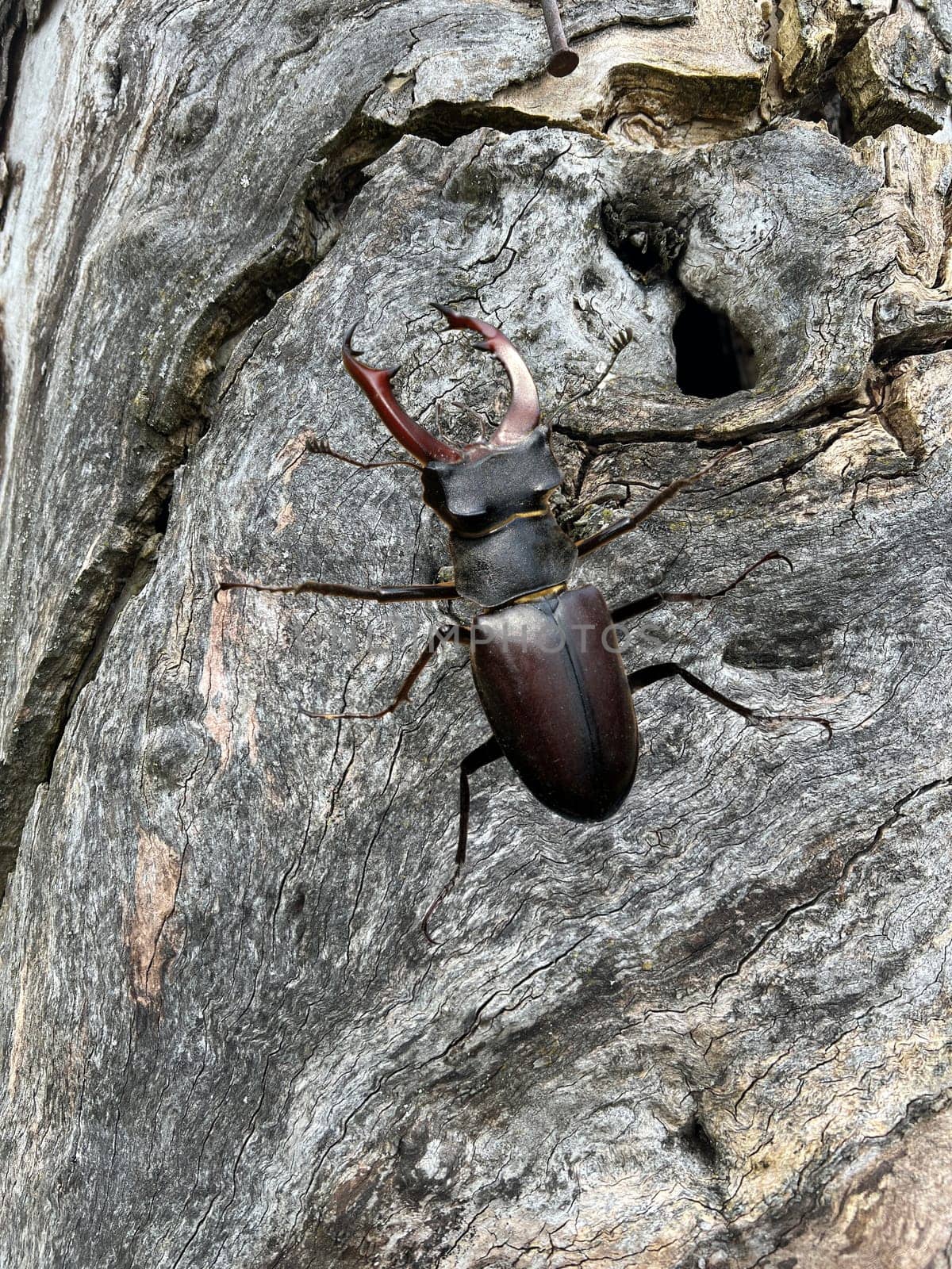Lucanus,cervus,is a species of bird in the Lucanidae family. It is one of the largest and most striking Kaefern in Europe. Stag beetle,Lucanus cervus,is a beetle of the Schroeter family (Lucanidae). It is one of the largest and most conspicuous beetles in Europe