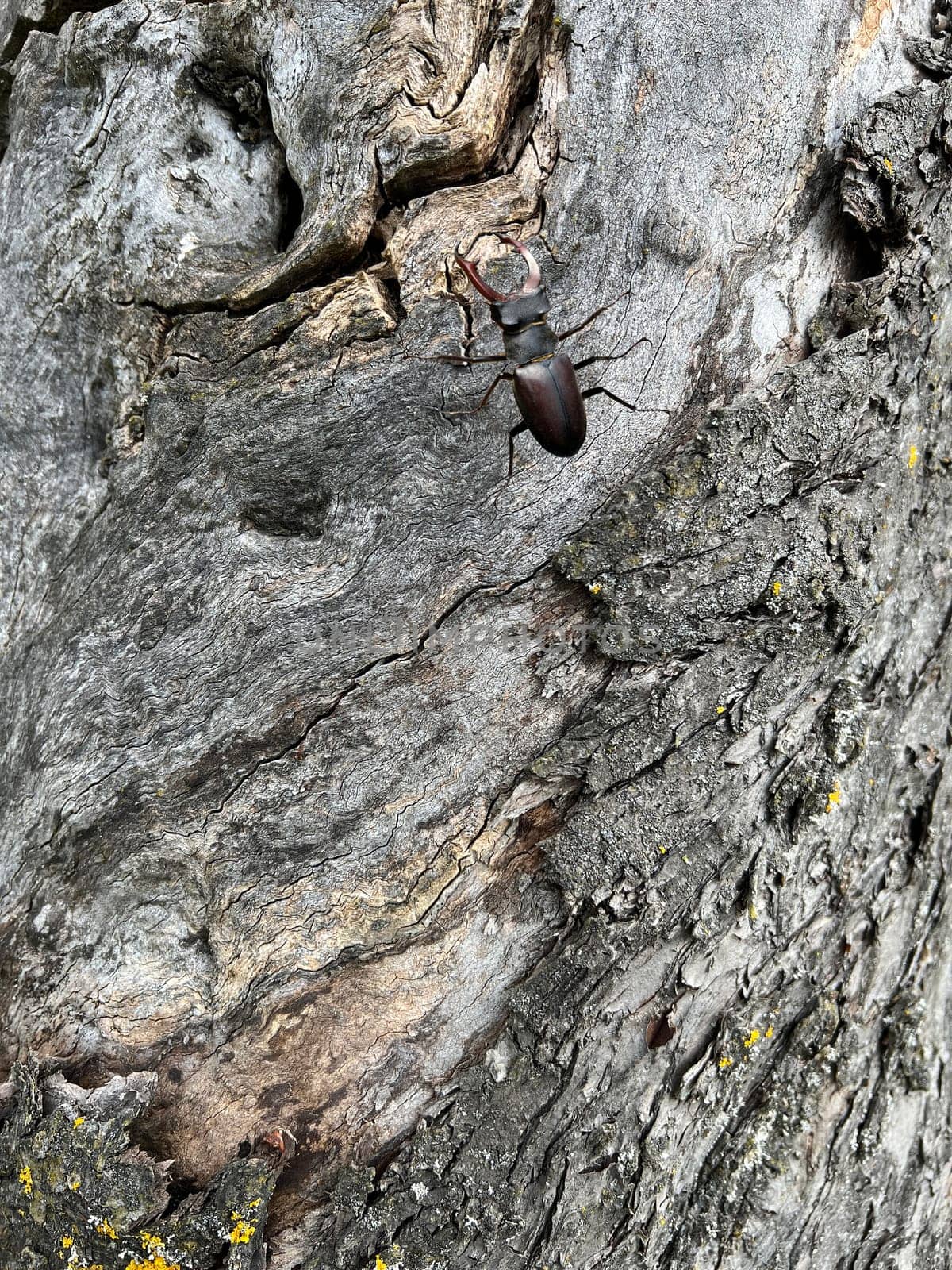 Lucanus,cervus,is a species of bird in the Lucanidae family. It is one of the largest and most striking Kaefern in Europe. Stag beetle,Lucanus cervus,is a beetle of the Schroeter family (Lucanidae). It is one of the largest and most conspicuous beetles in Europe