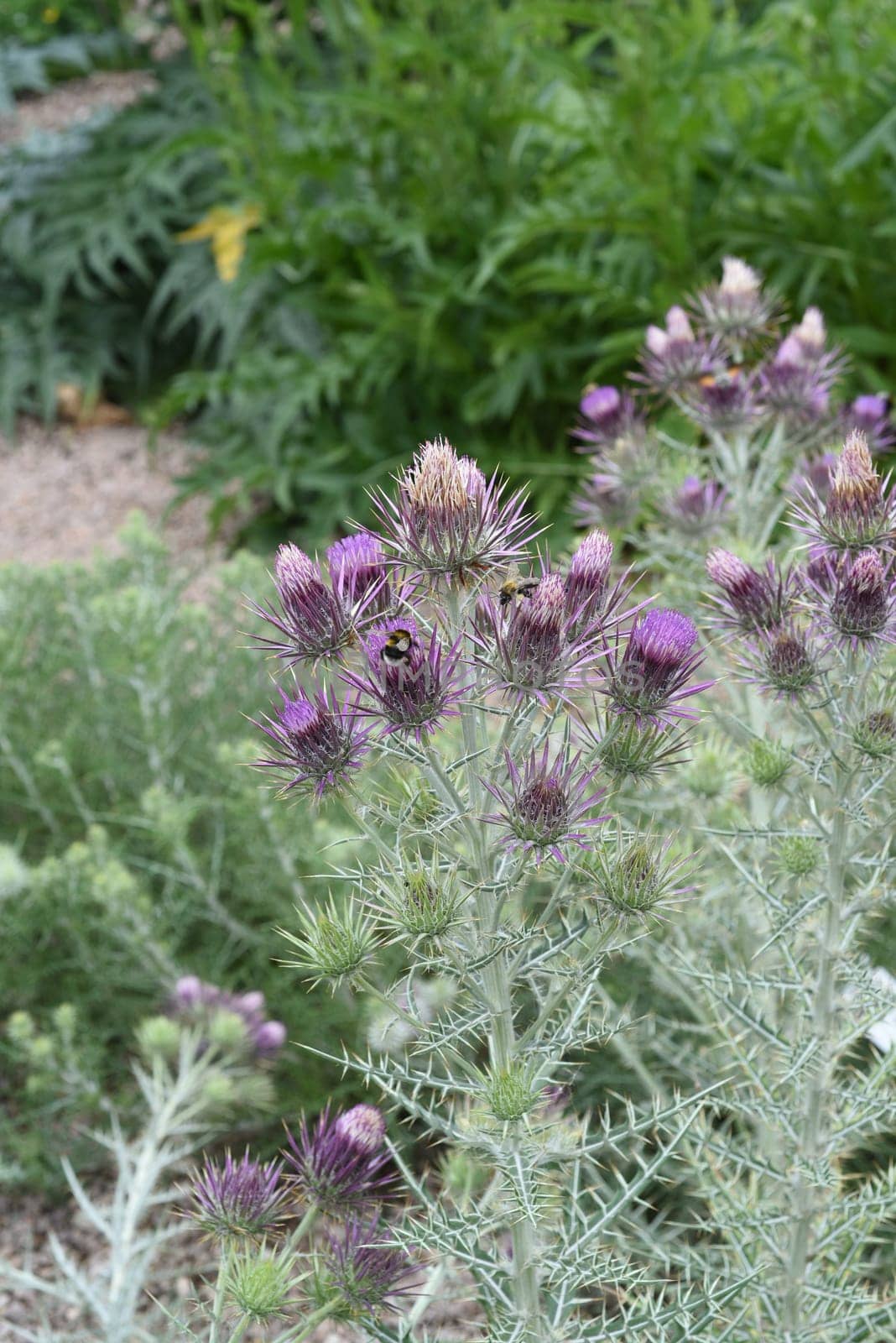 Ivory inth,Ptilostemon afer,(Eryngium giganteum) is native to the Caucasus and western Iran. Ivory Thistle,Ptilostemon afer,(Eryngium giganteum) is native to the Caucasus and western Iran