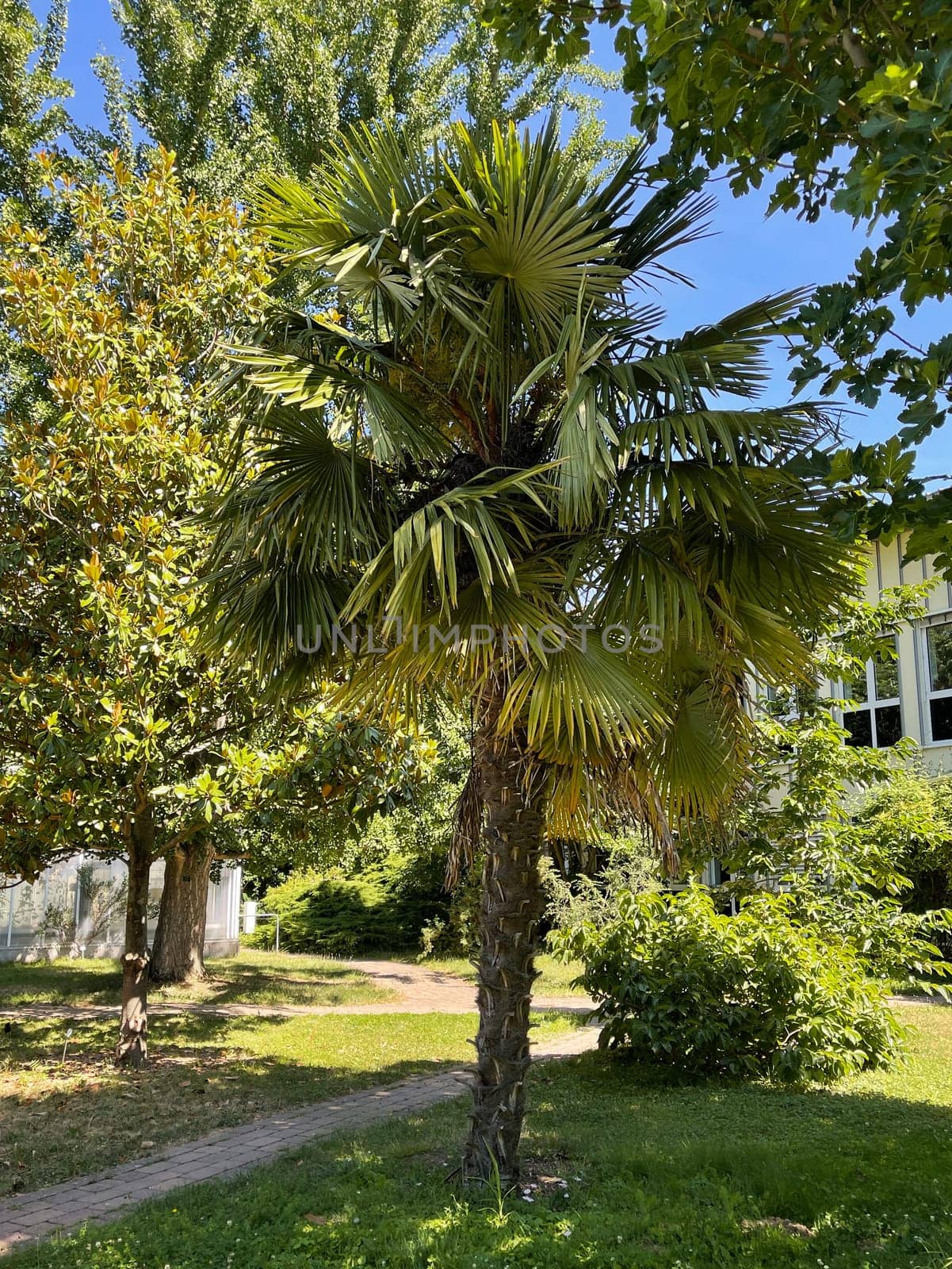 Hemp palm,Trachycarpus,Fortunei is a palm native to the Mediterranean region. Hemp Palm,Trachycarpus,Fortunei is a palm tree native to the Mediterranean region