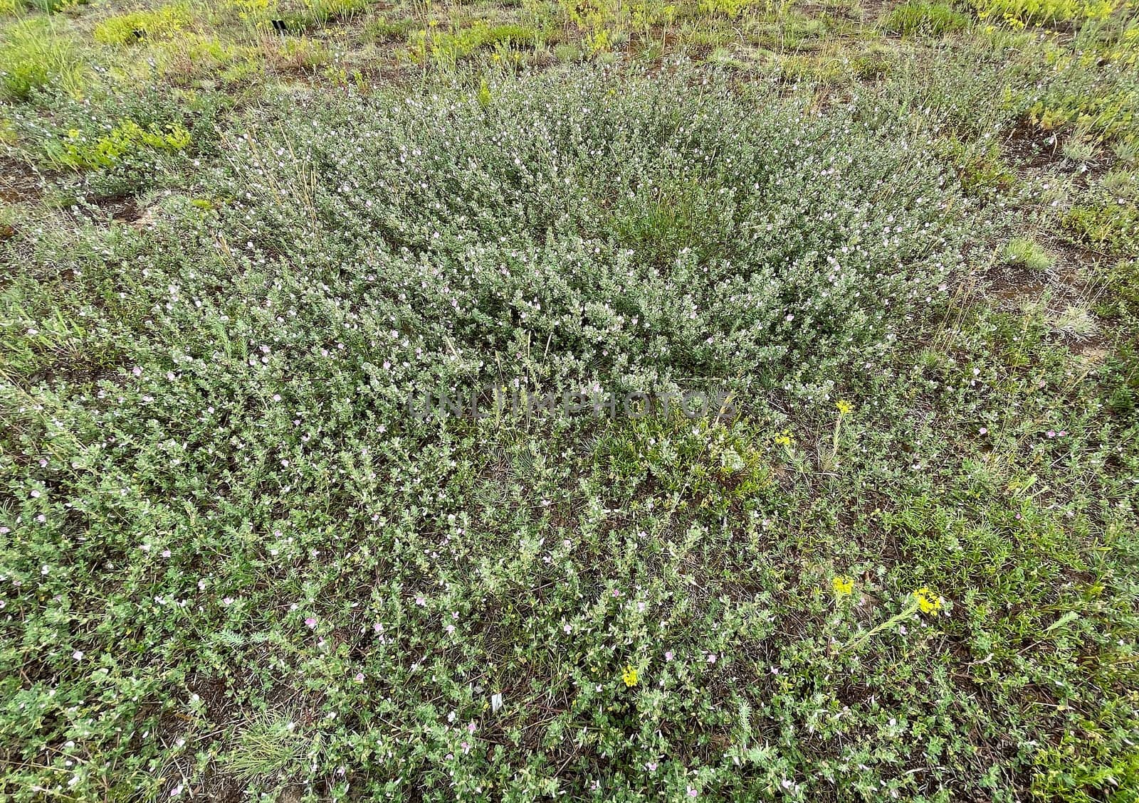 Ononis spinosa is a wild plant and an important medicinal plant. Restharrow Thorny,Ononis spinosa is a wild plant and an important medicinal plant.