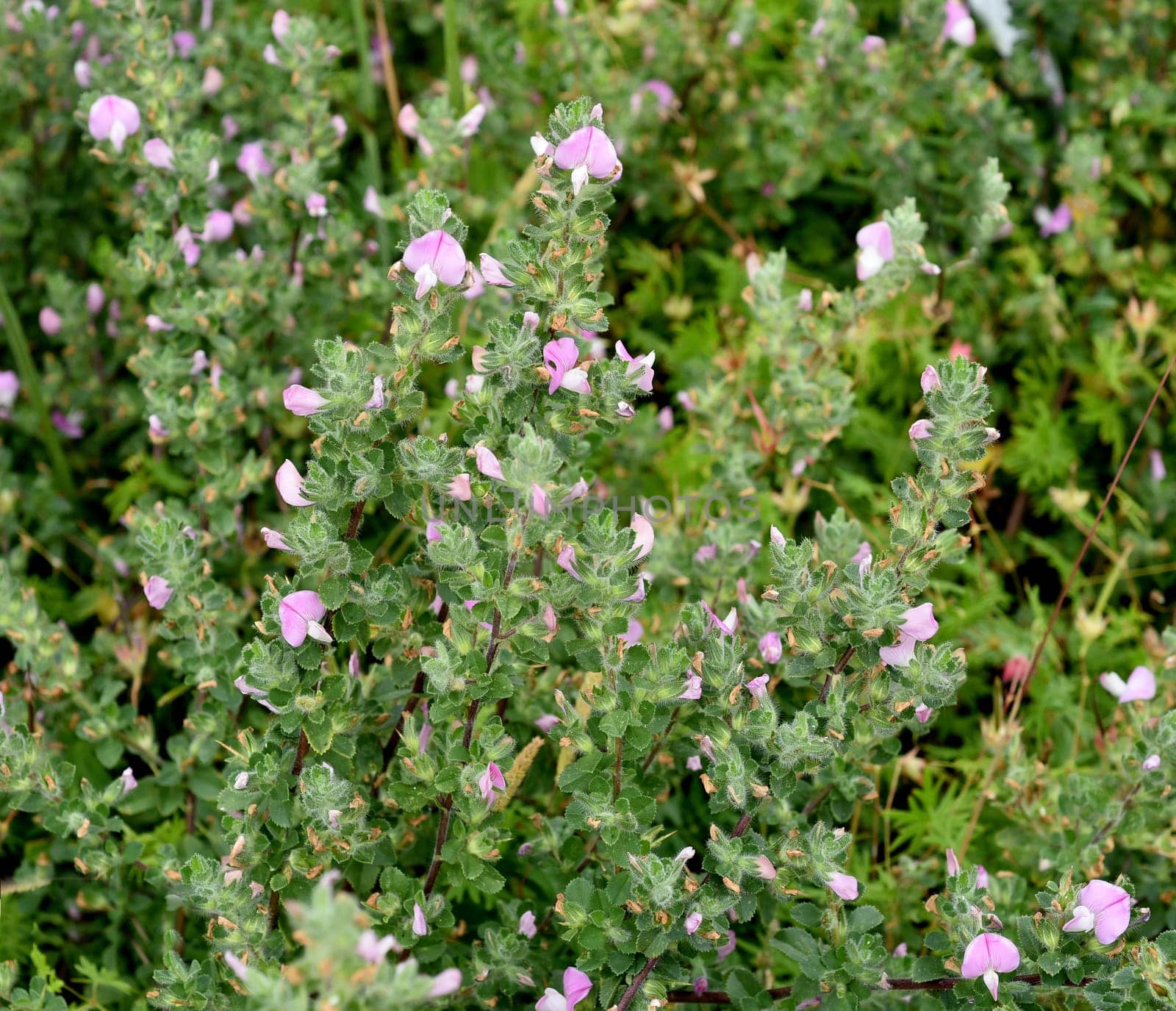 Ononis spinosa is a wild plant and an important medicinal plant. Restharrow Thorny,Ononis spinosa is a wild plant and an important medicinal plant.