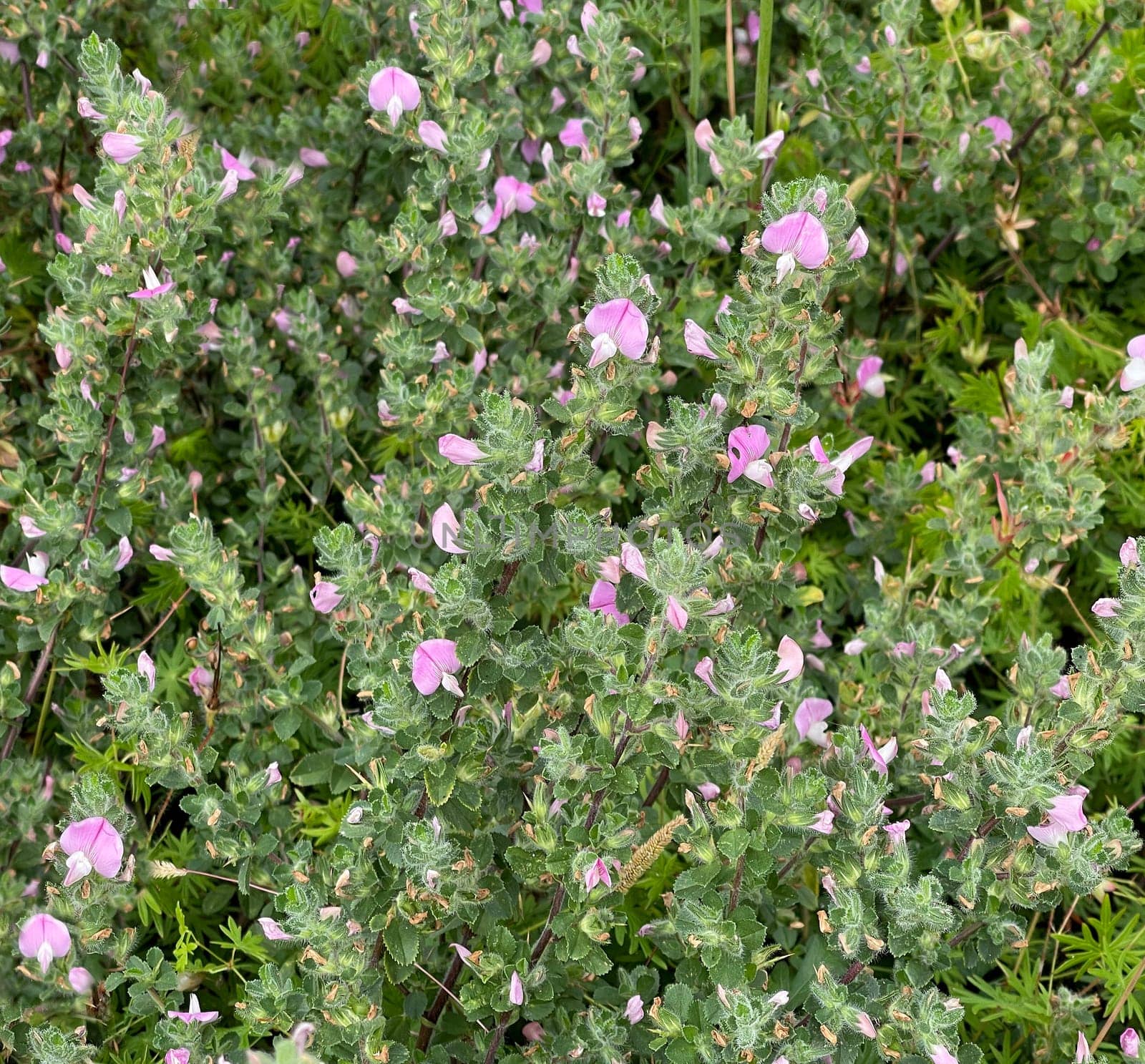 Ononis spinosa is a wild plant and an important medicinal plant. Restharrow Thorny,Ononis spinosa is a wild plant and an important medicinal plant.