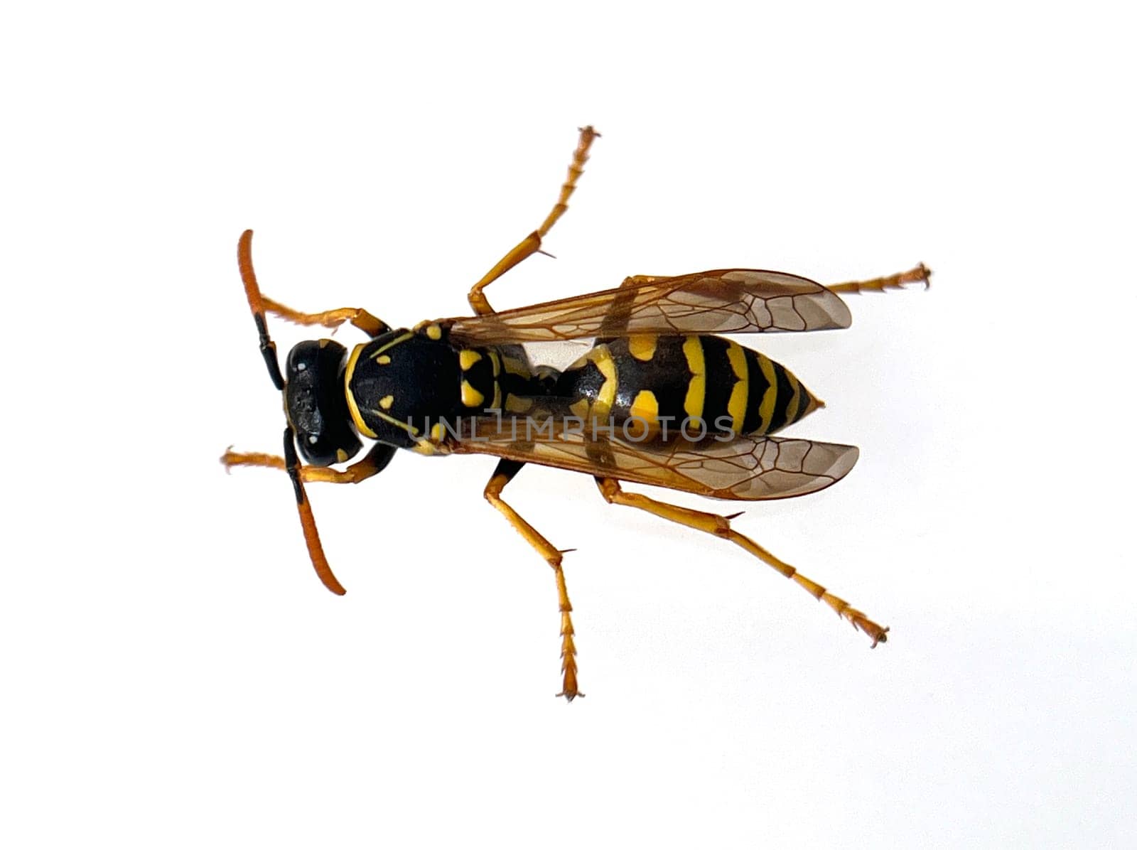 Wasp,Vespula germanica,is a useful and protected insect. Wasp,Vespula germanica,is a useful and protected insect.