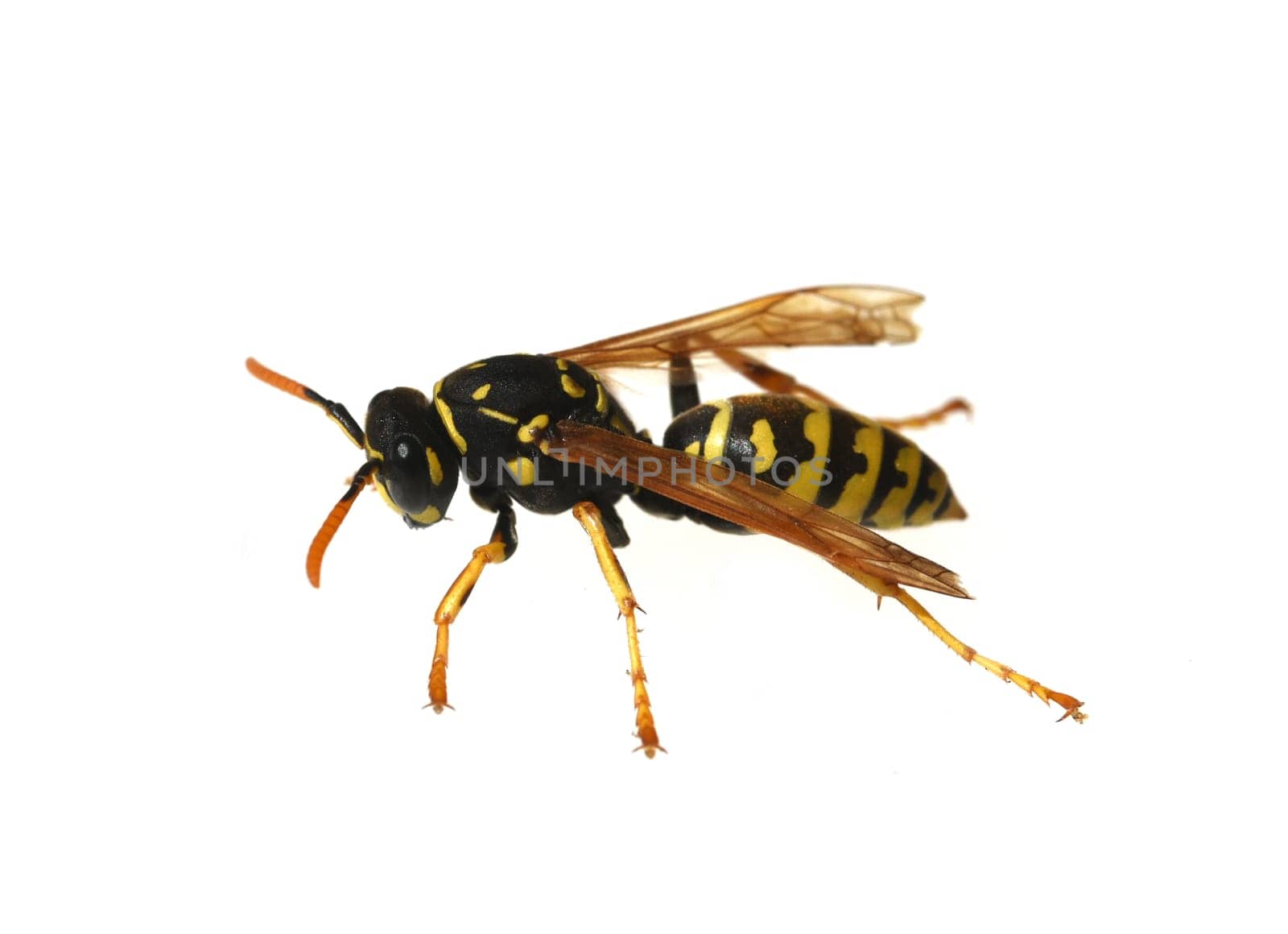 Wasp,Vespula germanica,is a useful and protected insect. Wasp,Vespula germanica,is a useful and protected insect.