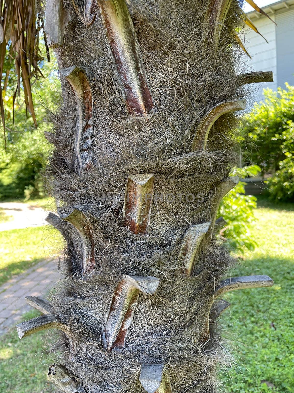 Hemp palm,Trachycarpus,Fortunei is a palm native to the Mediterranean region. Hemp Palm,Trachycarpus,Fortunei is a palm tree native to the Mediterranean region