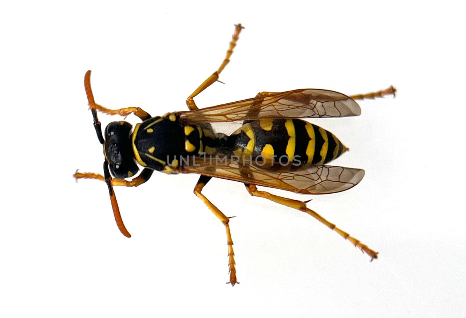 Wasp,Vespula germanica,is a useful and protected insect. Wasp,Vespula germanica,is a useful and protected insect.