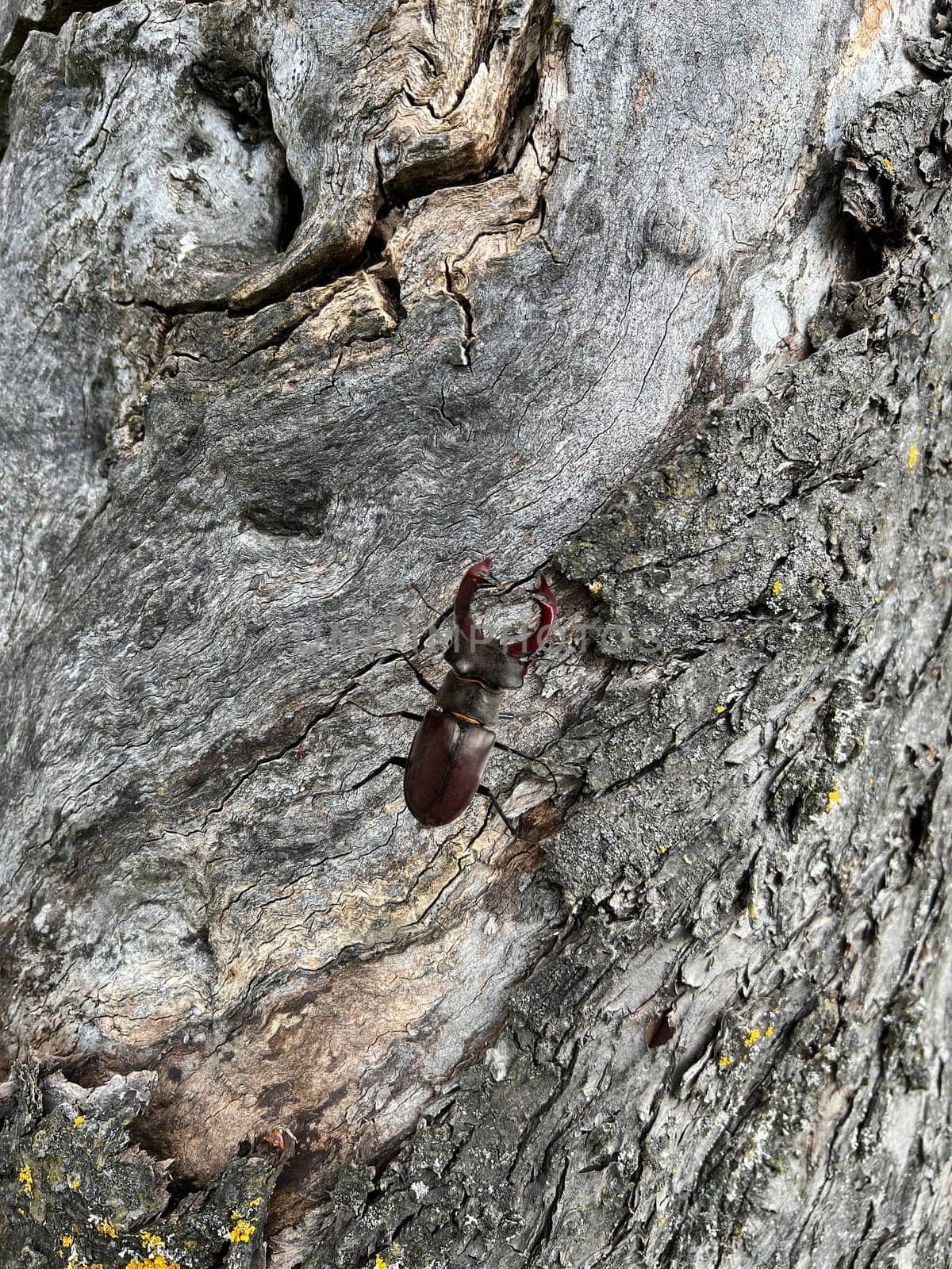 Lucanus,cervus,is a species of bird in the Lucanidae family. It is one of the largest and most striking Kaefern in Europe. Stag beetle,Lucanus cervus,is a beetle of the Schroeter family (Lucanidae). It is one of the largest and most conspicuous beetles in Europe