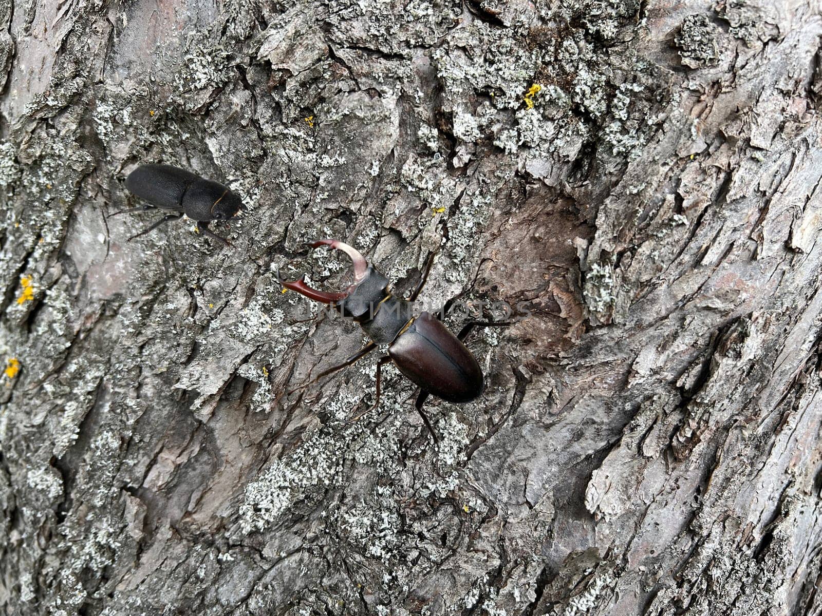 Lucanus,cervus,is a species of bird in the Lucanidae family. It is one of the largest and most striking Kaefern in Europe. Stag beetle,Lucanus cervus,is a beetle of the Schroeter family (Lucanidae). It is one of the largest and most conspicuous beetles in Europe