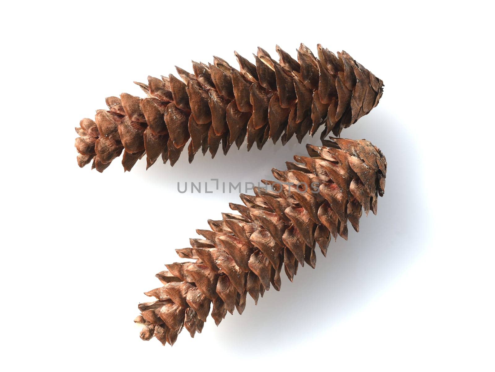 Caucasus spruce,also known as oriental spruce,oriental spruce and sapindus spruce,is a species of flowering plant in the spruce family. Caucasus spruce,also known as Oriental spruce,oriental spruce and Sapindus spruce,is a plant s