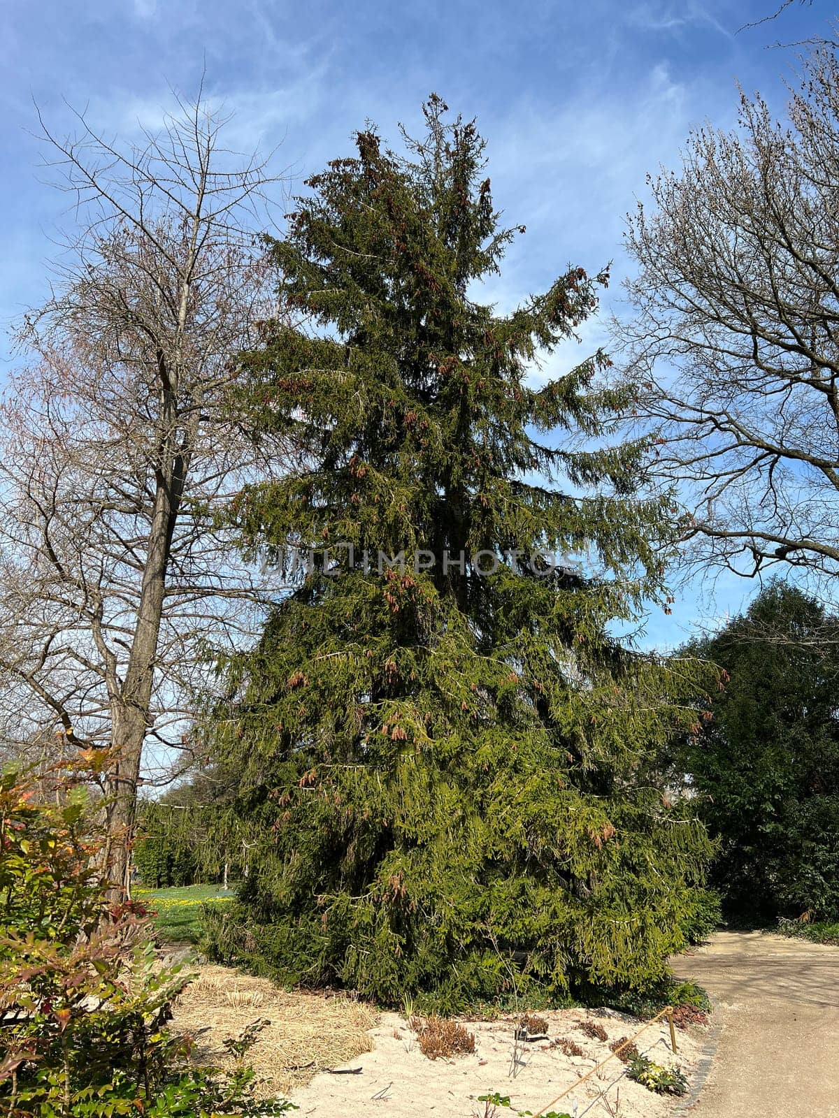 Caucasus spruce,also known as oriental spruce,oriental spruce and sapindus spruce,is a species of flowering plant in the spruce family. Caucasus spruce,also known as Oriental spruce,oriental spruce and Sapindus spruce,is a plant s