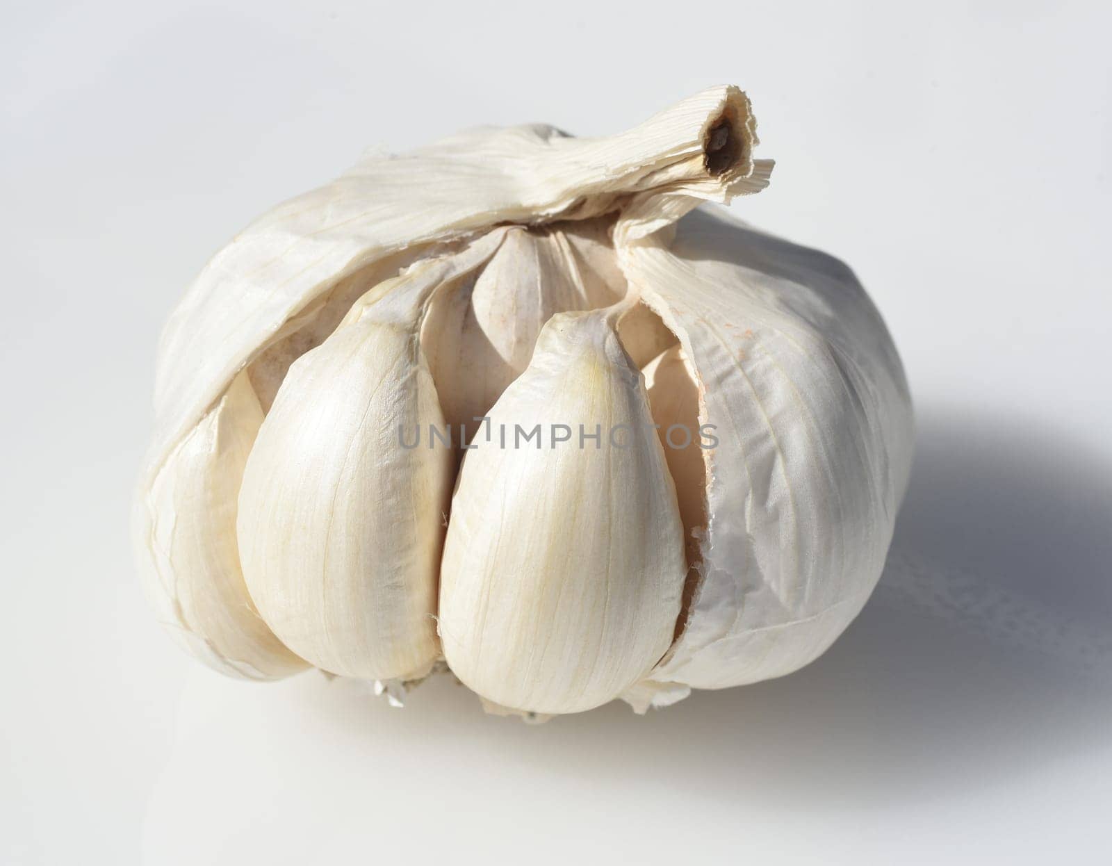 Garlic,Allium,sativum is a very healthy herb plant and is used in the kitchen for heating and is an important medicinal plant. Garlic,Allium sativum is a very healthy herb and is used in the kitchen for seasoning and is an important medicinal plant