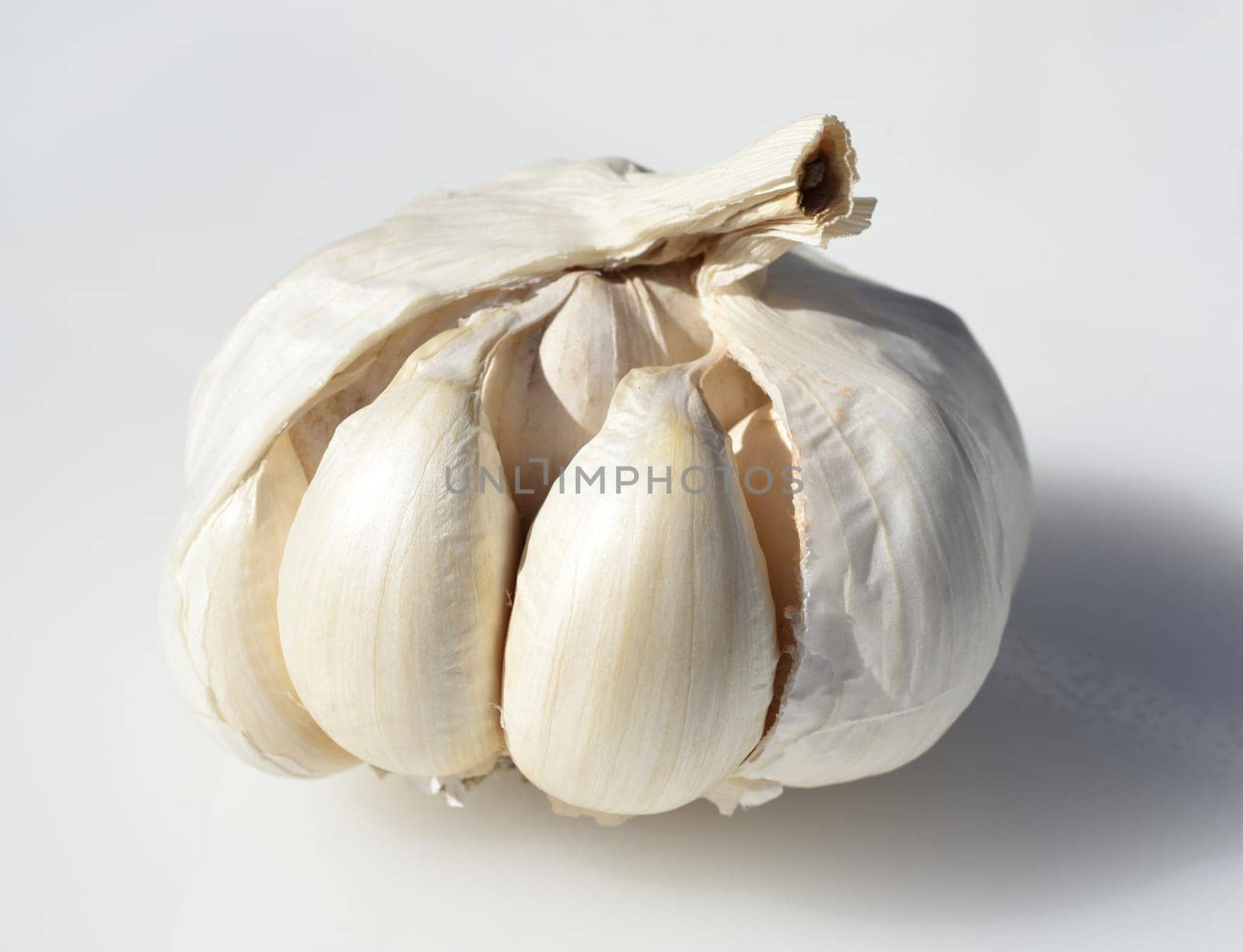 Garlic,Allium,sativum is a very healthy herb plant and is used in the kitchen for heating and is an important medicinal plant. Garlic,Allium sativum is a very healthy herb and is used in the kitchen for seasoning and is an important medicinal plant