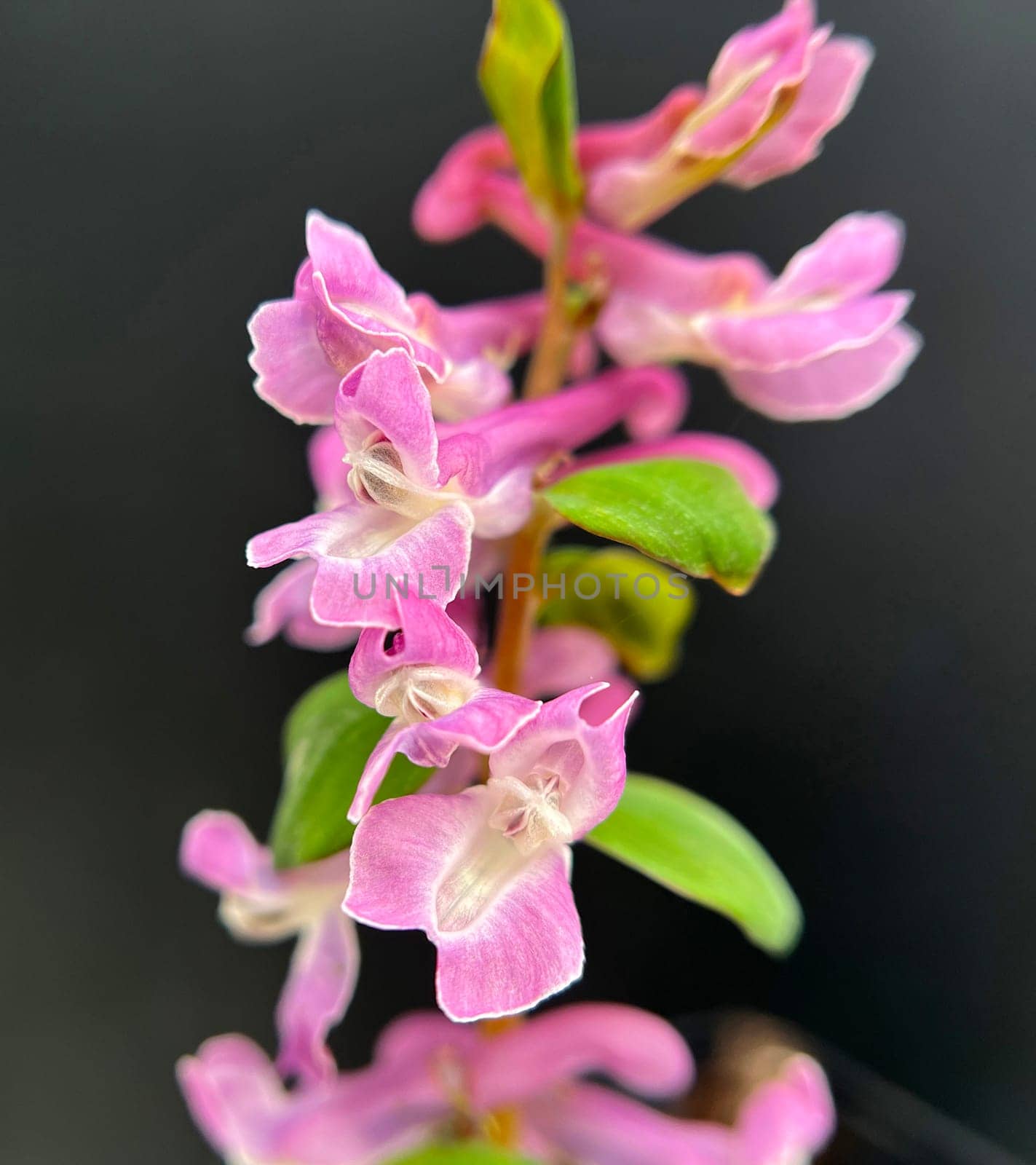 Corydalis cava is a bulbous plant that blooms in early spring. Larkspur,Corydalis cava is a bulbous plant that flowers in early spring.