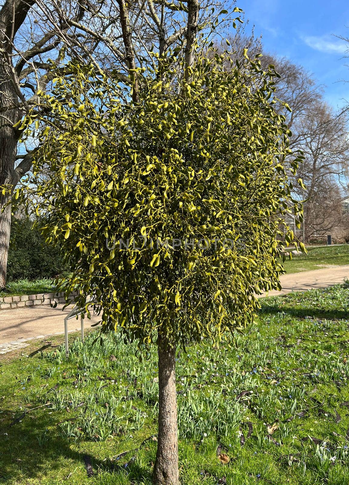 Mistletoe,Viscum album is a parasite that lives on our native trees. Mistletoe,Viscum album,is a parasite that lives on our native trees.