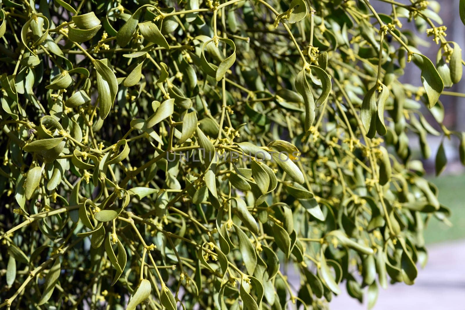 Mistletoe,Viscum album is a parasite that lives on our native trees. Mistletoe,Viscum album,is a parasite that lives on our native trees.