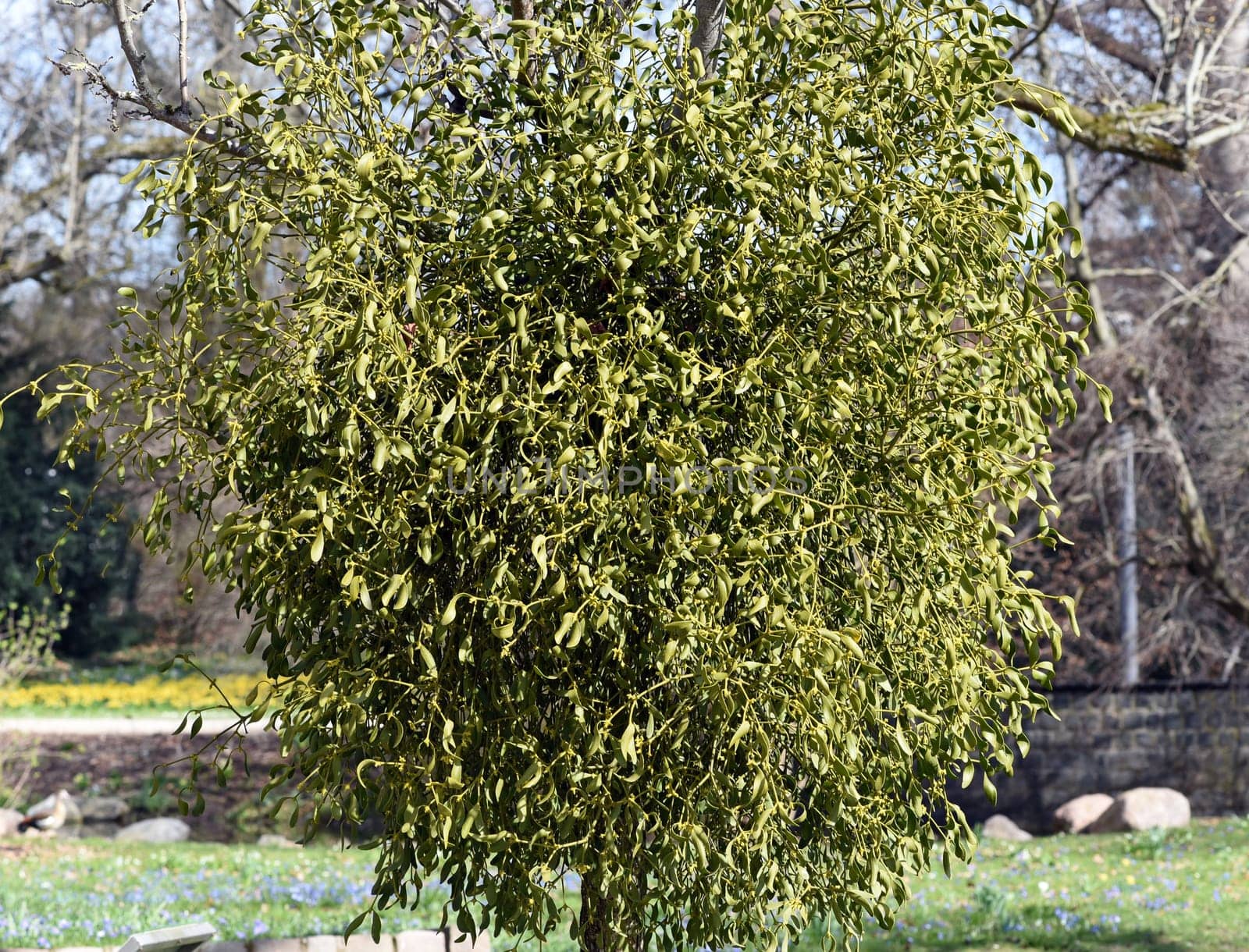 Mistletoe,Viscum album is a parasite that lives on our native trees. Mistletoe,Viscum album,is a parasite that lives on our native trees.