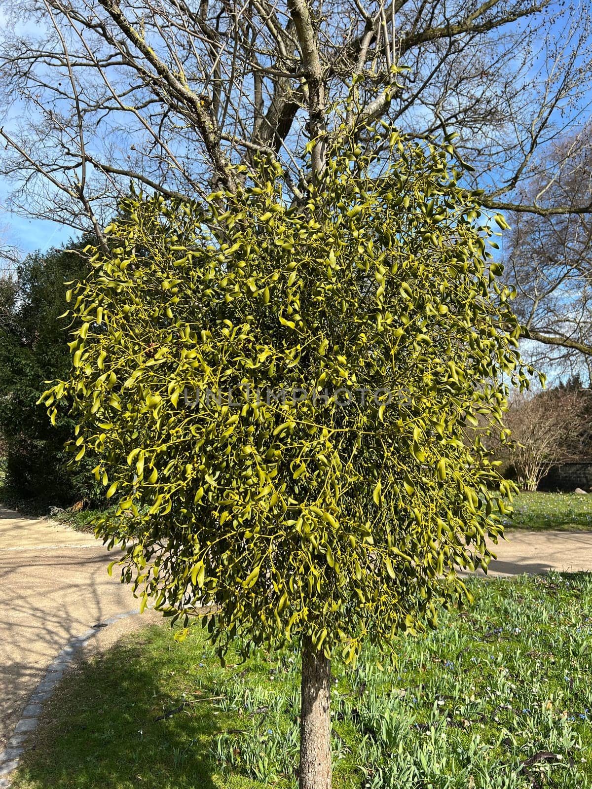 Mistletoe,Viscum album is a parasite that lives on our native trees. Mistletoe,Viscum album,is a parasite that lives on our native trees.
