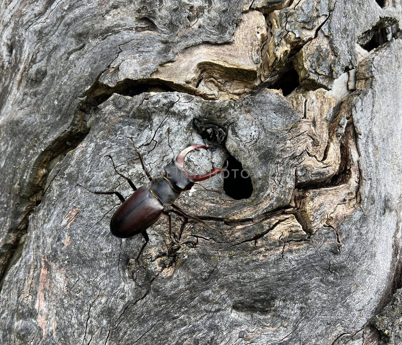 Lucanus,cervus,is a species of bird in the Lucanidae family. It is one of the largest and most striking Kaefern in Europe. Stag beetle,Lucanus cervus,is a beetle of the Schroeter family (Lucanidae). It is one of the largest and most conspicuous beetles in Europe
