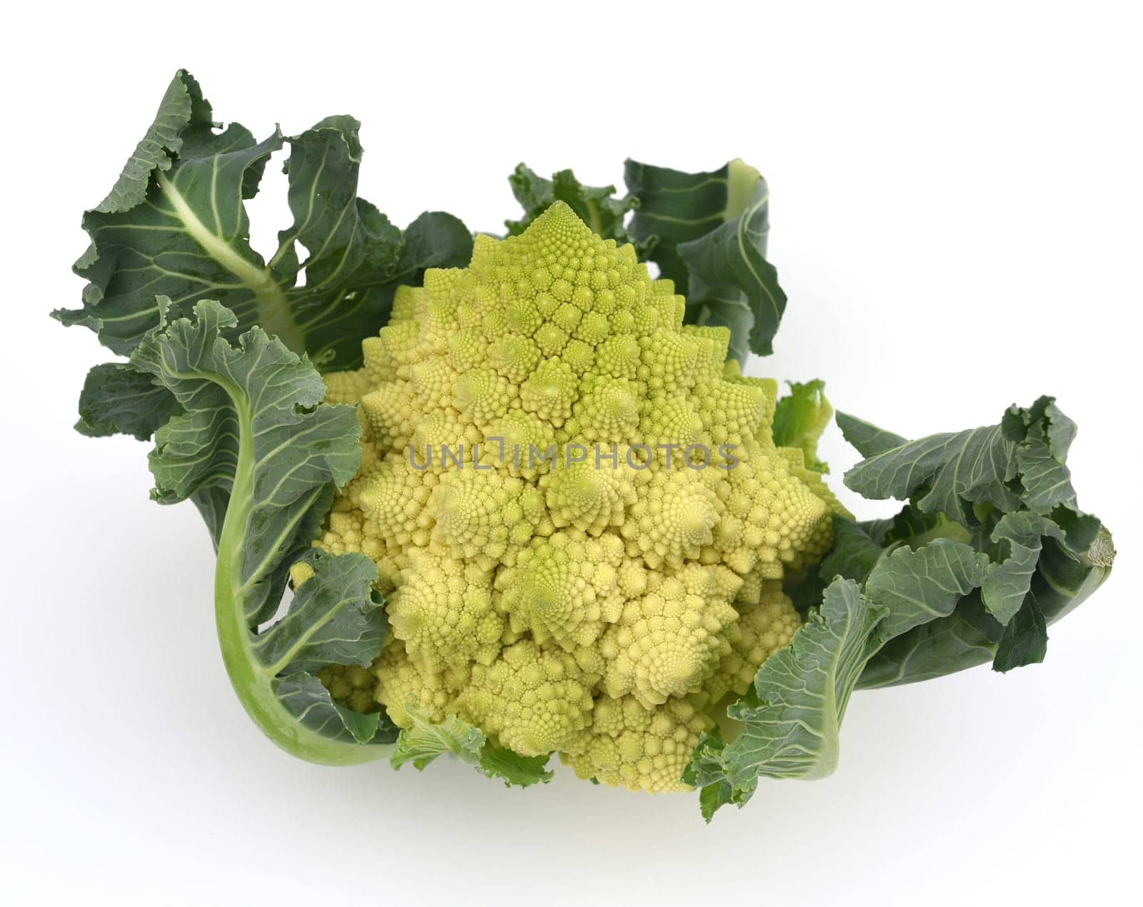 Romanesco,broccoli has large green flowers with excellent taste and decorative appearance. Romanesco,broccoli has large green flowers with an excellent taste and decorative appearance.