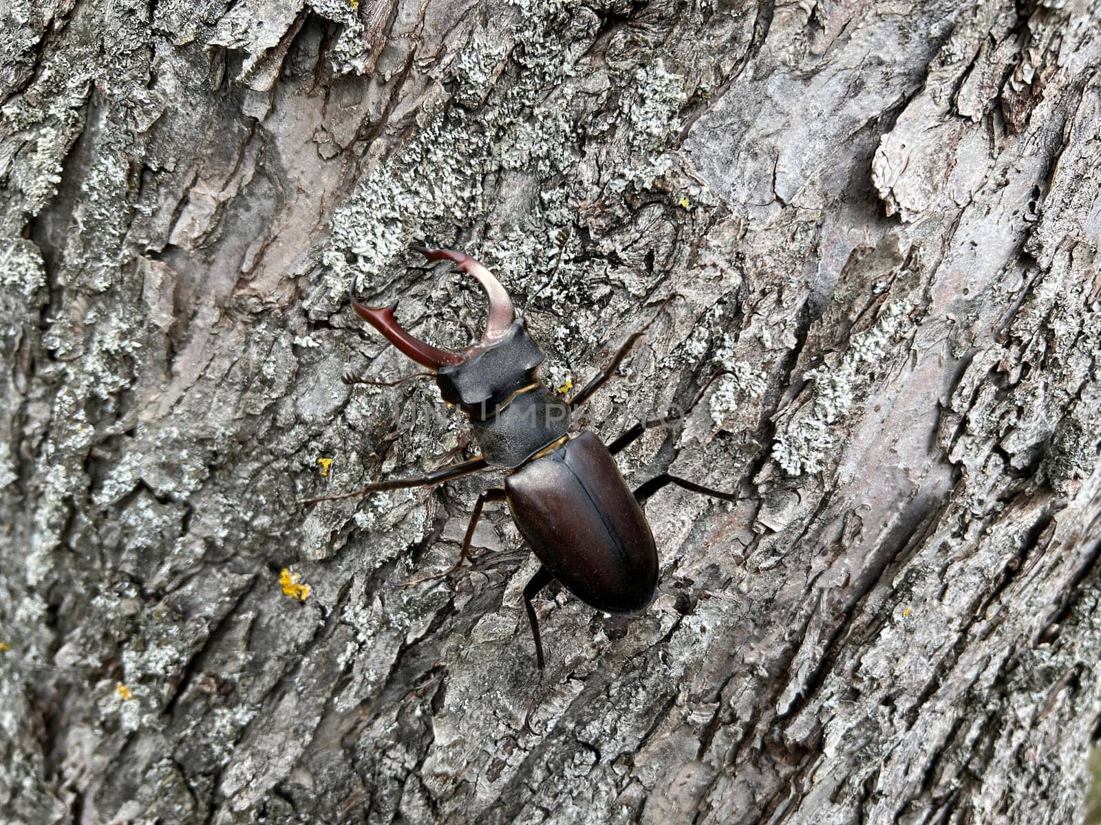 Lucanus,cervus,is a species of bird in the Lucanidae family. It is one of the largest and most striking Kaefern in Europe. Stag beetle,Lucanus cervus,is a beetle of the Schroeter family (Lucanidae). It is one of the largest and most conspicuous beetles in Europe